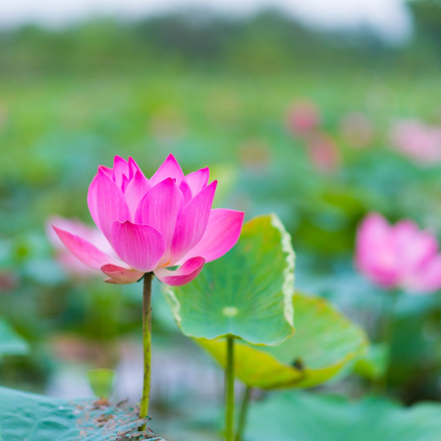 5 PINK LOTUS Flower Seeds