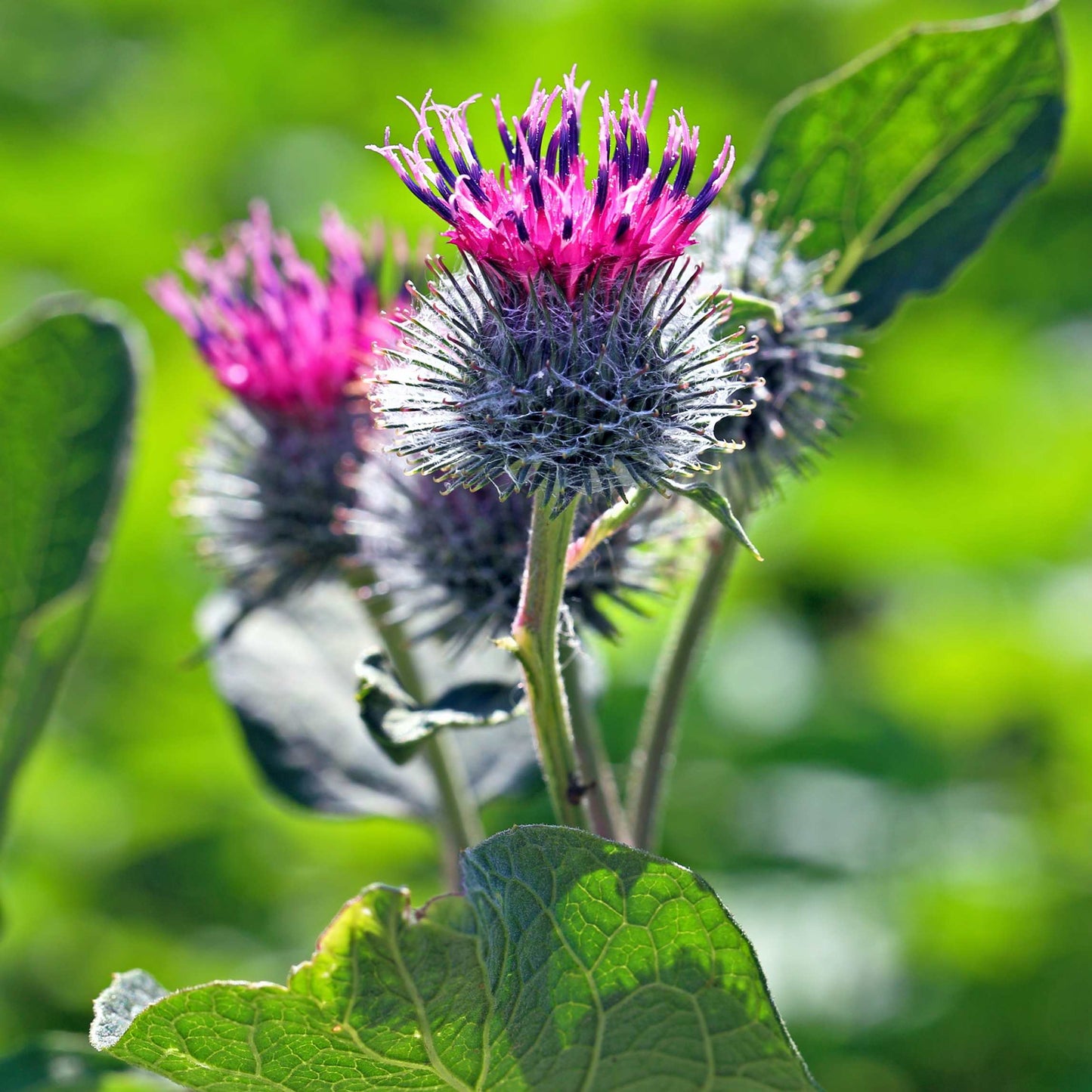 100Pcs Organic Burdock Seeds