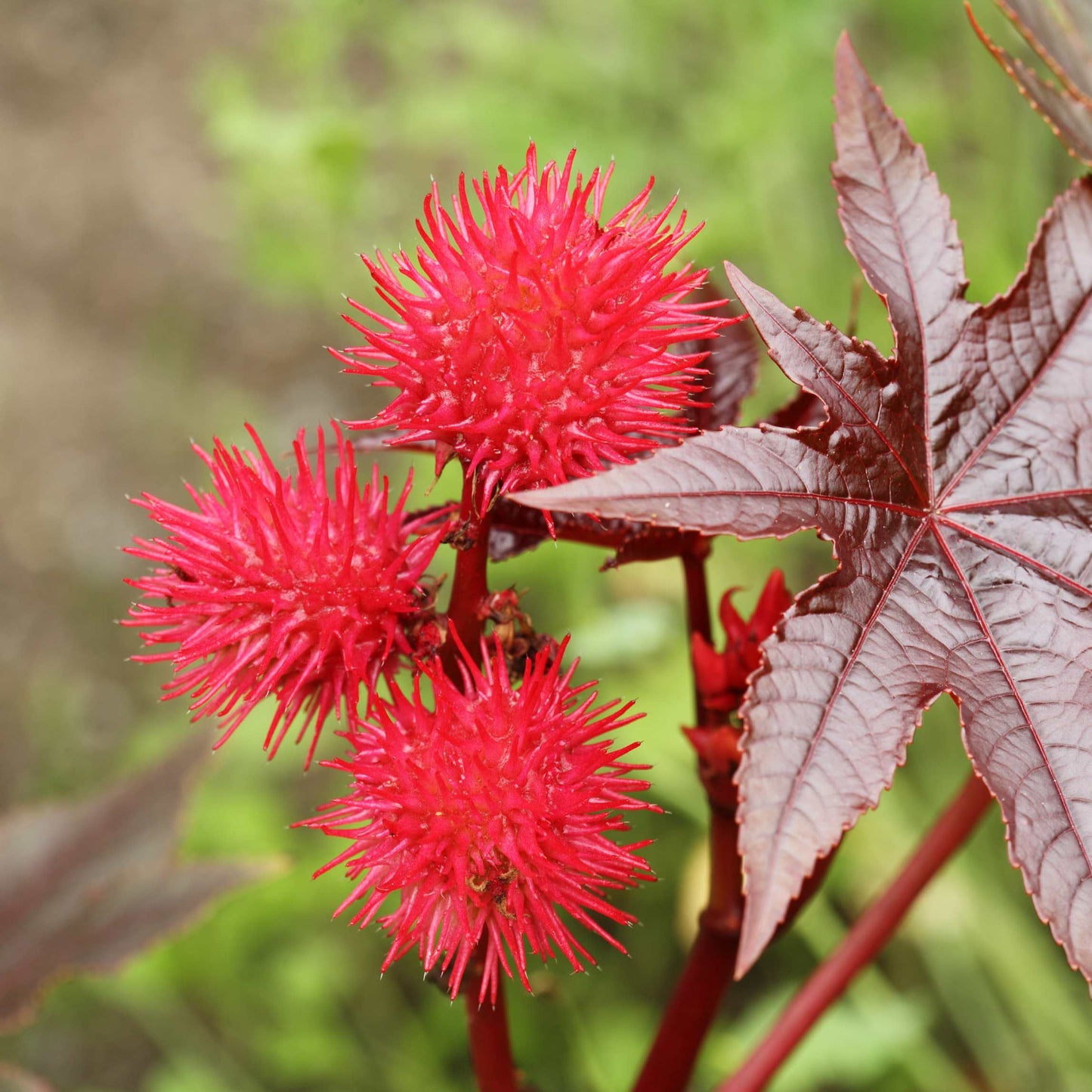 10Pcs Organic Castor Bean Seeds Pack
