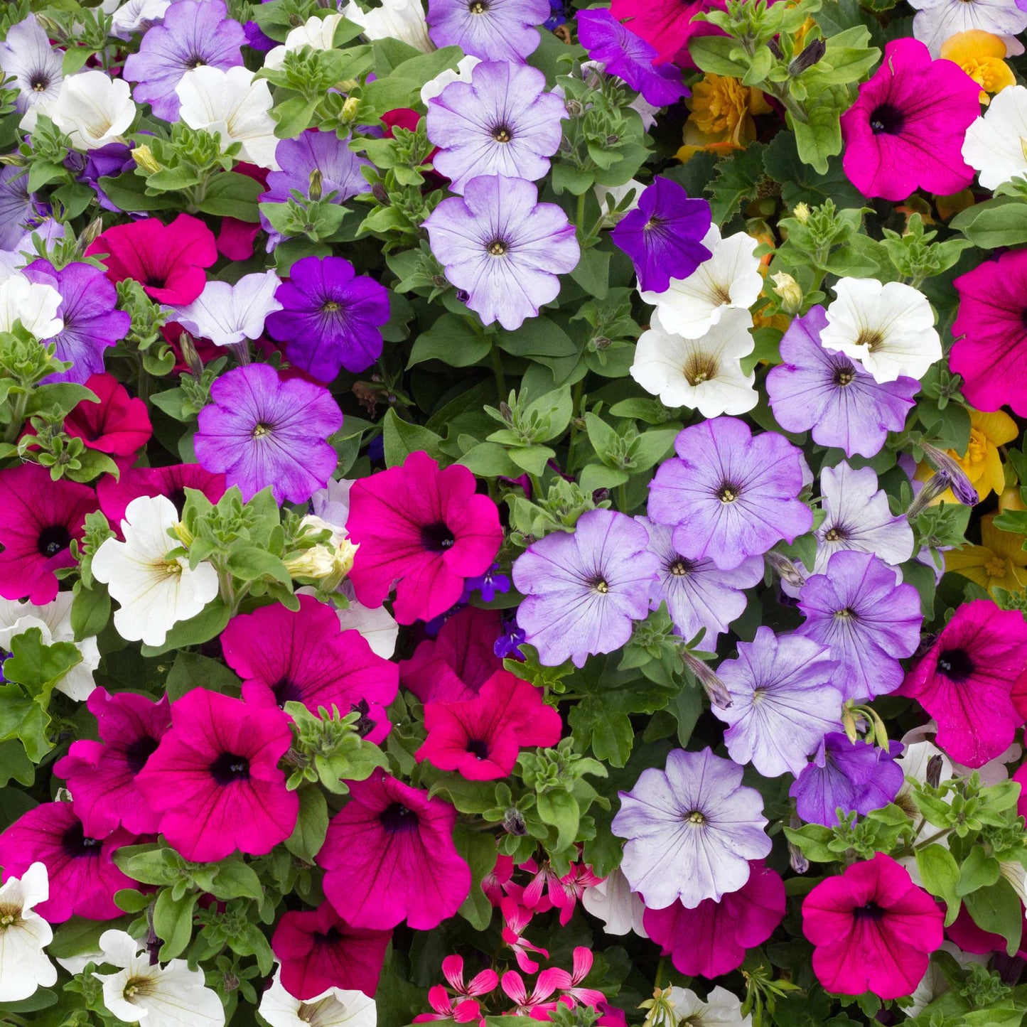 50Pcs Mixed Colors Petunia Seeds