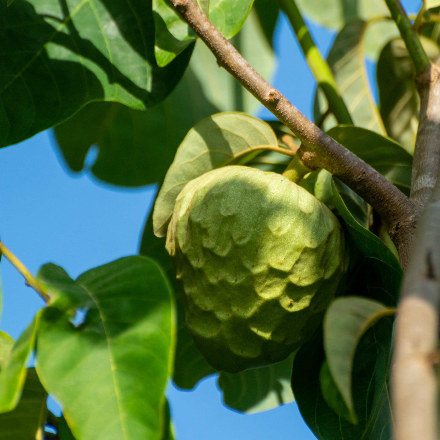 50Pcs Cherimoya Plant Seeds