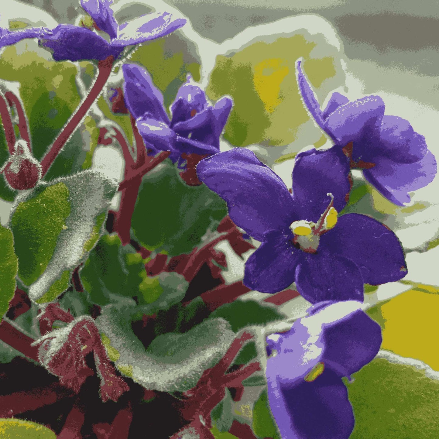 30Pcs Mix African Violet Seeds Pack