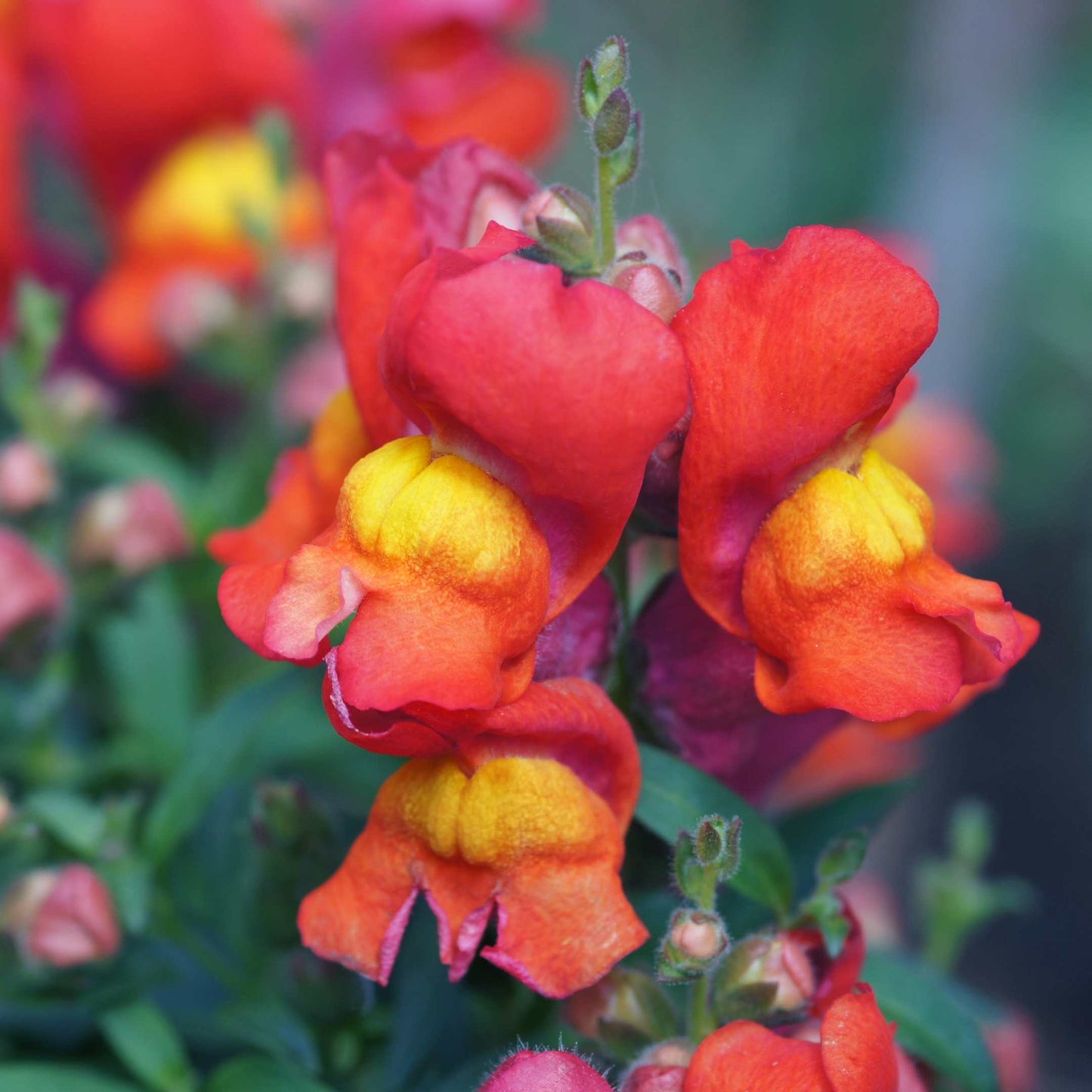 100Pcs Organic Snapdragon Flower Seeds Pack