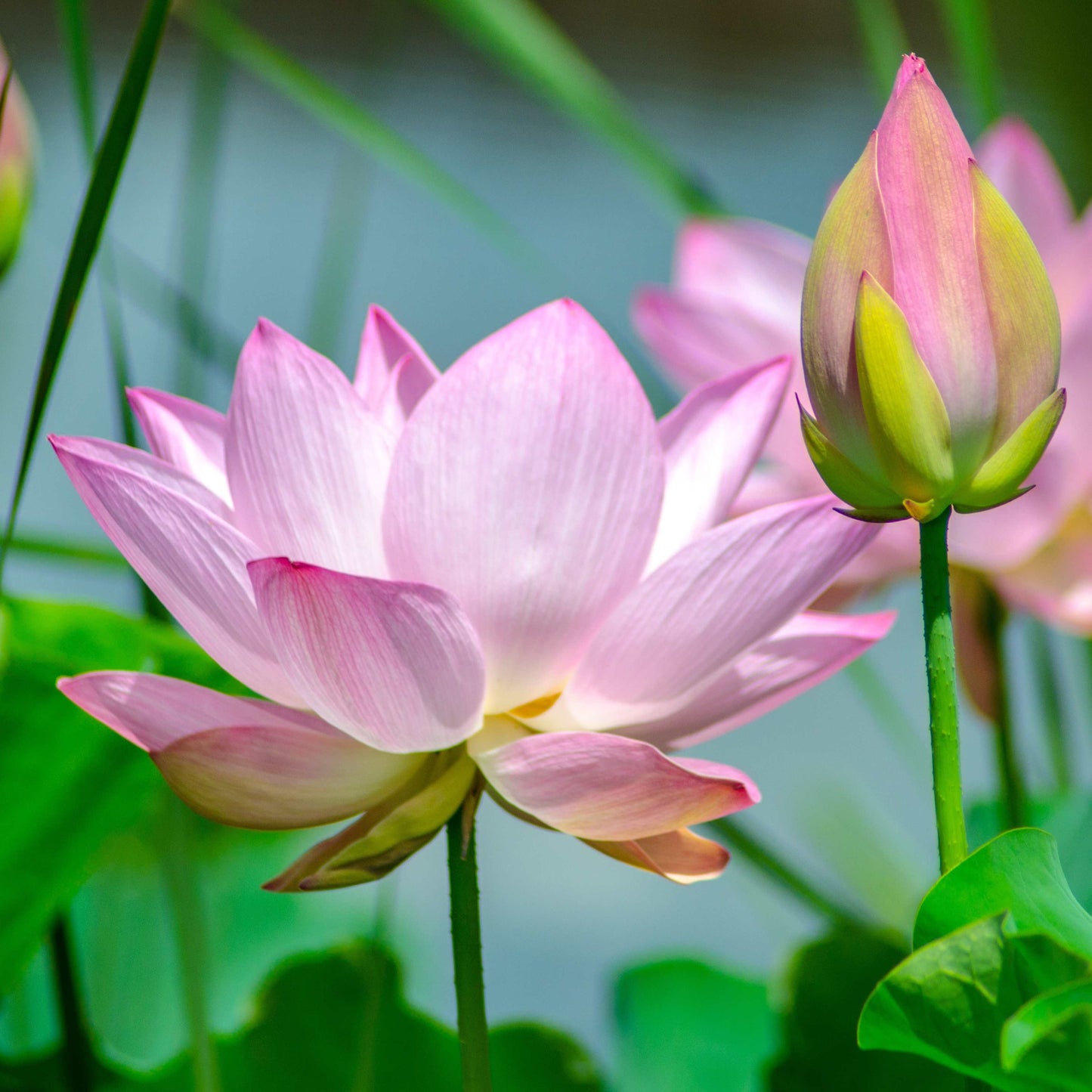 5 PINK LOTUS Flower Seeds
