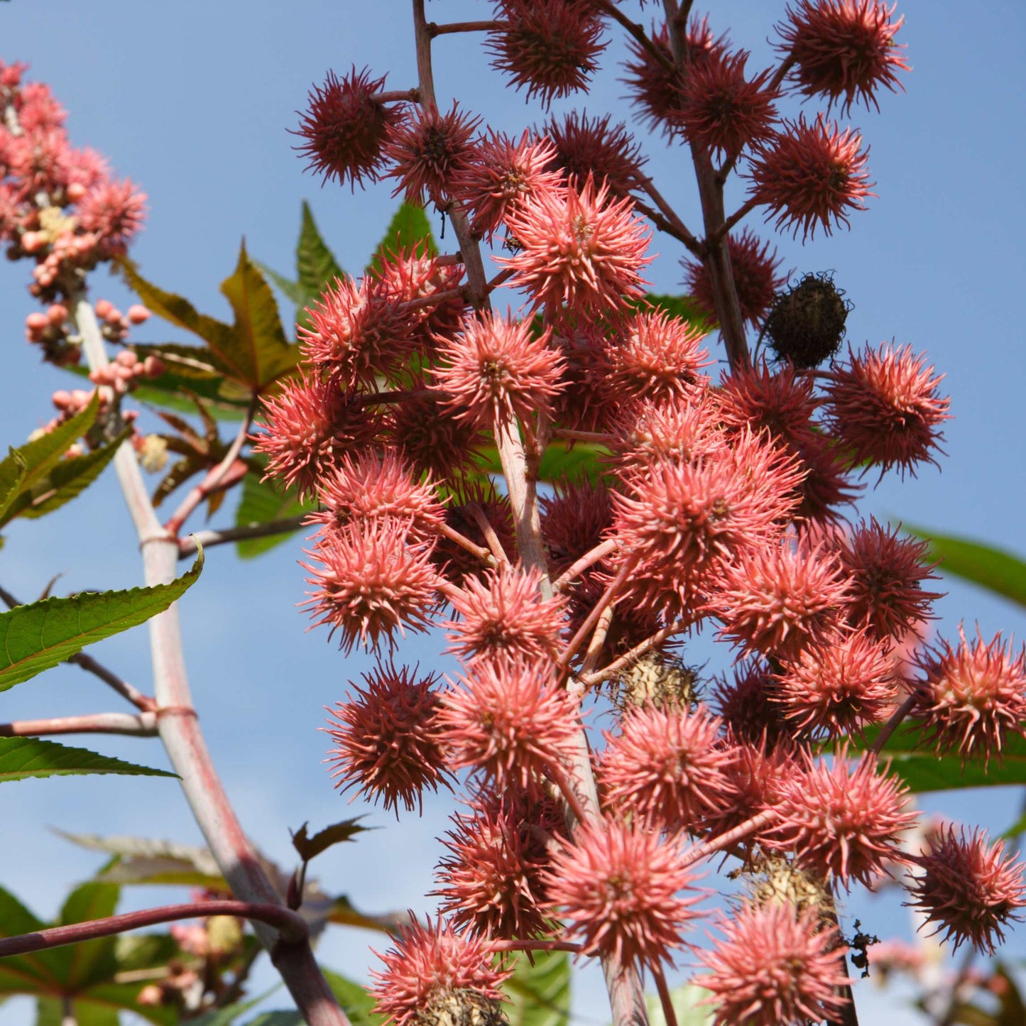 10Pcs Organic Castor Bean Seeds Pack
