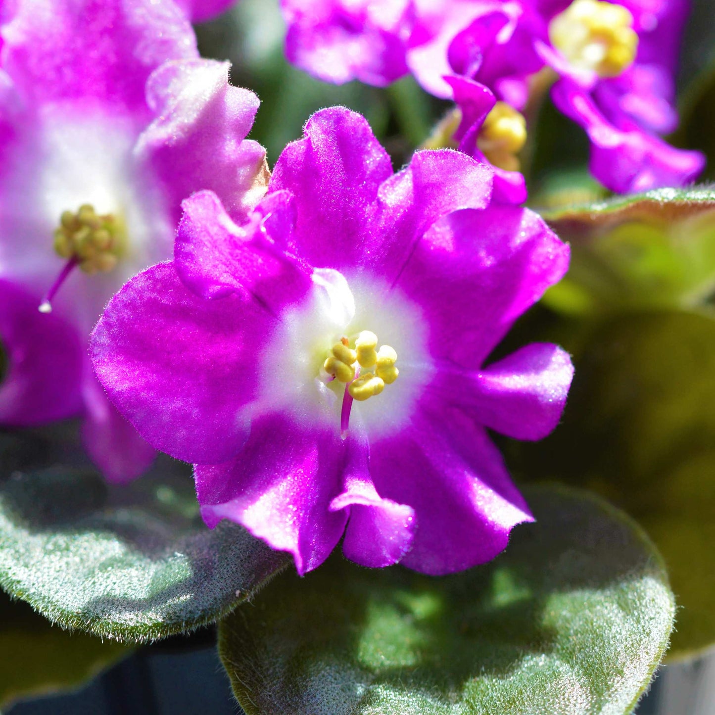 30Pcs Mix African Violet Seeds Pack