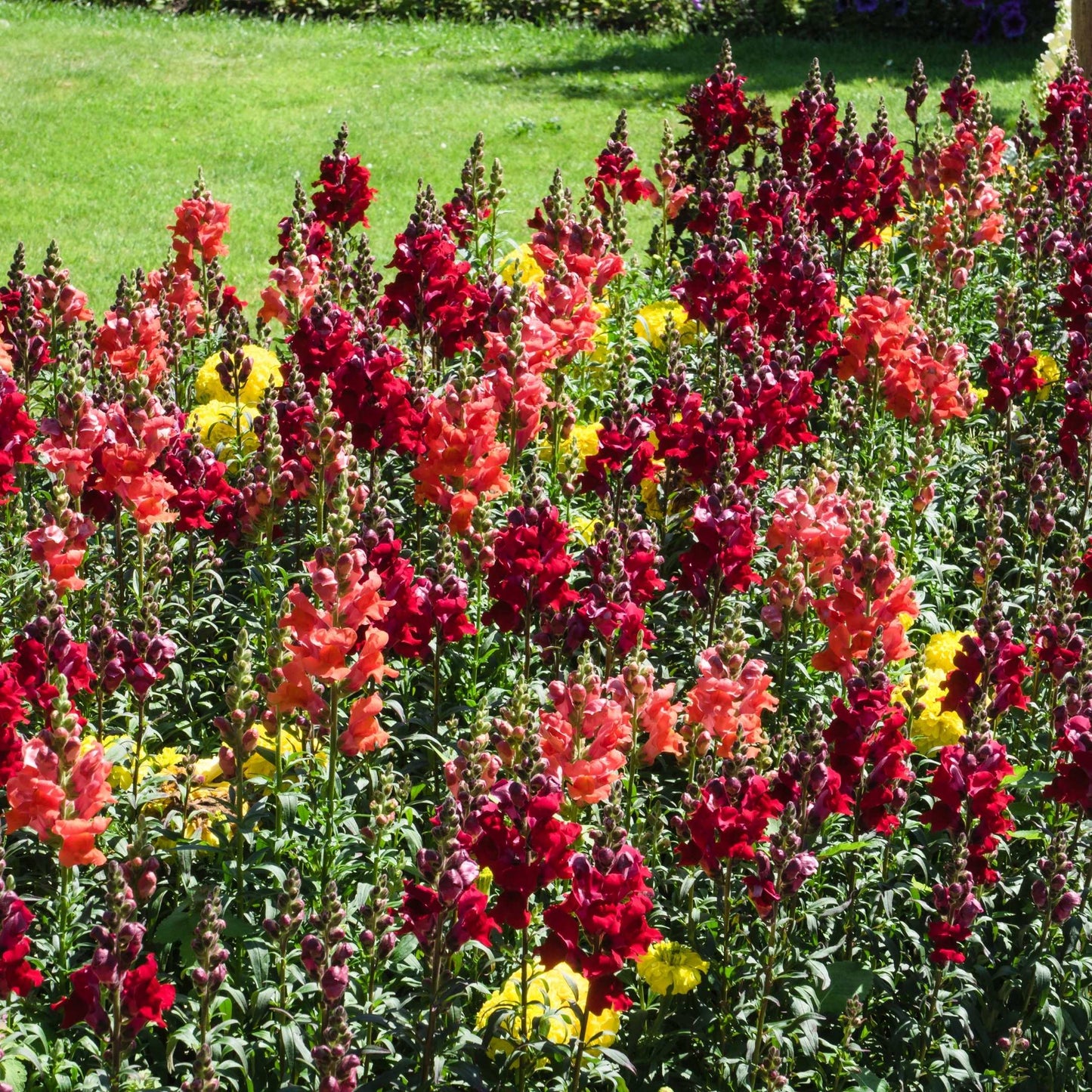 100Pcs Organic Snapdragon Flower Seeds Pack