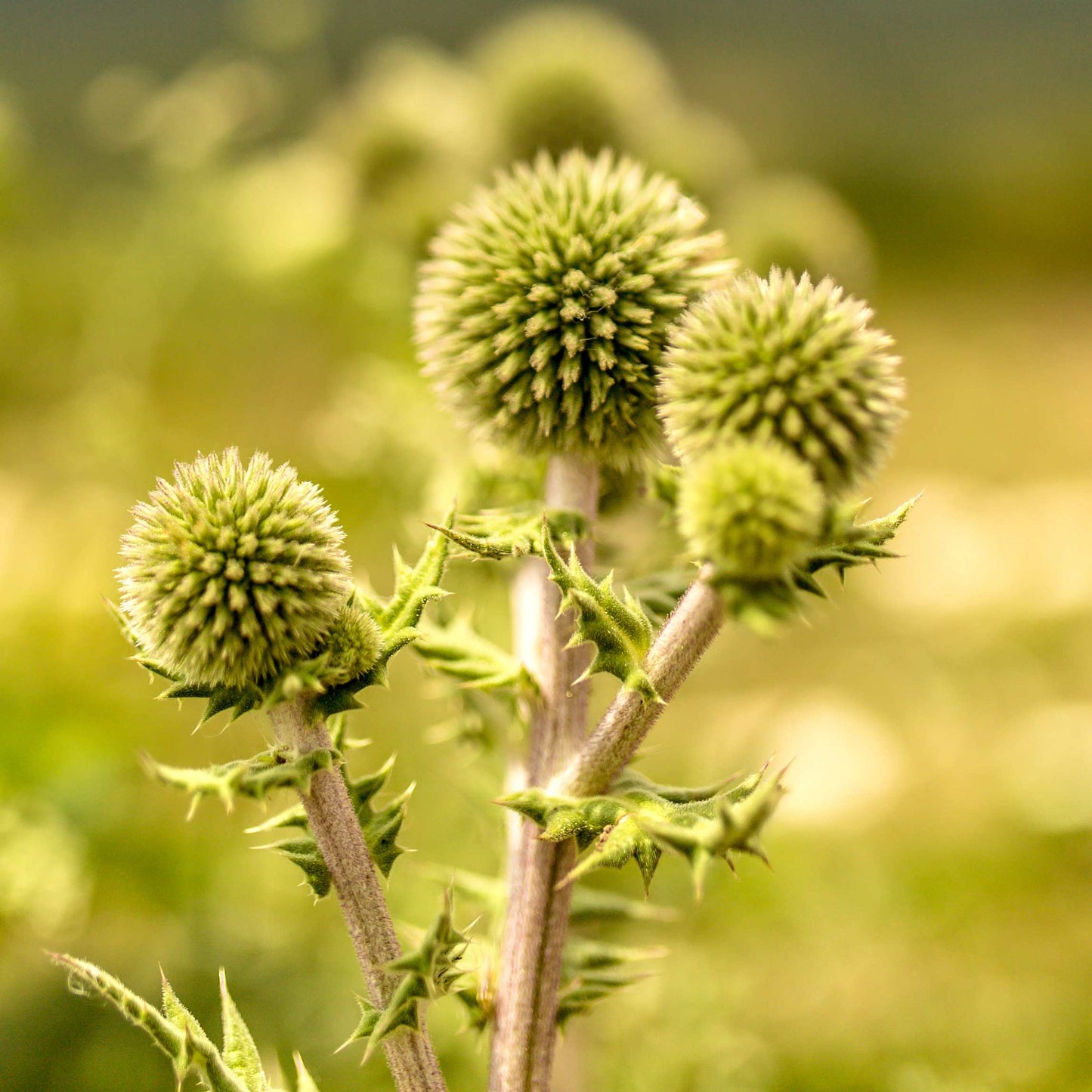 100Pcs Organic Burdock Seeds