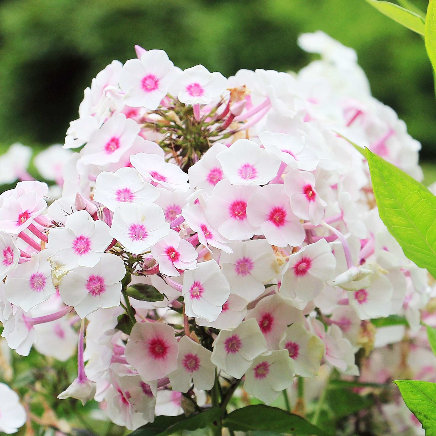 50Pcs Phlox Flower Seeds Pack