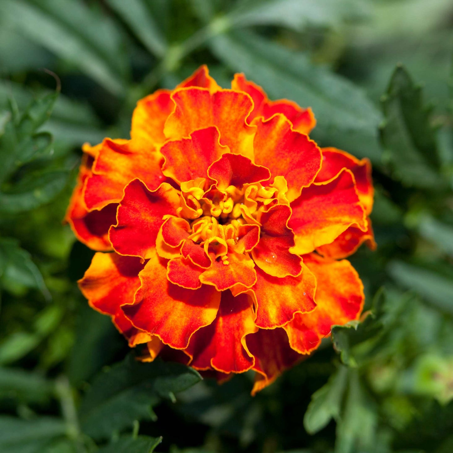 100Pcs French Marigold Flower Seeds Pack