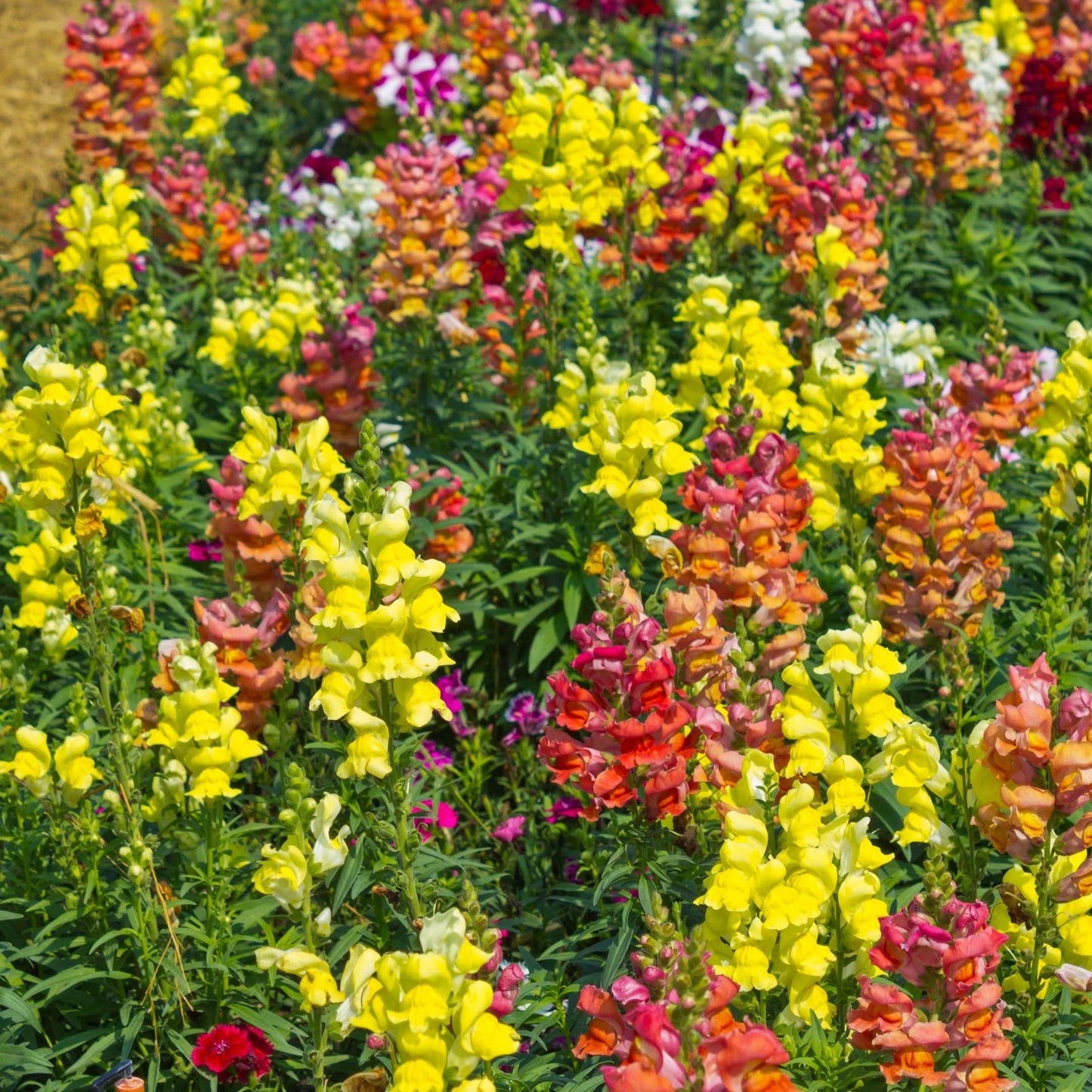 100Pcs Organic Snapdragon Flower Seeds Pack