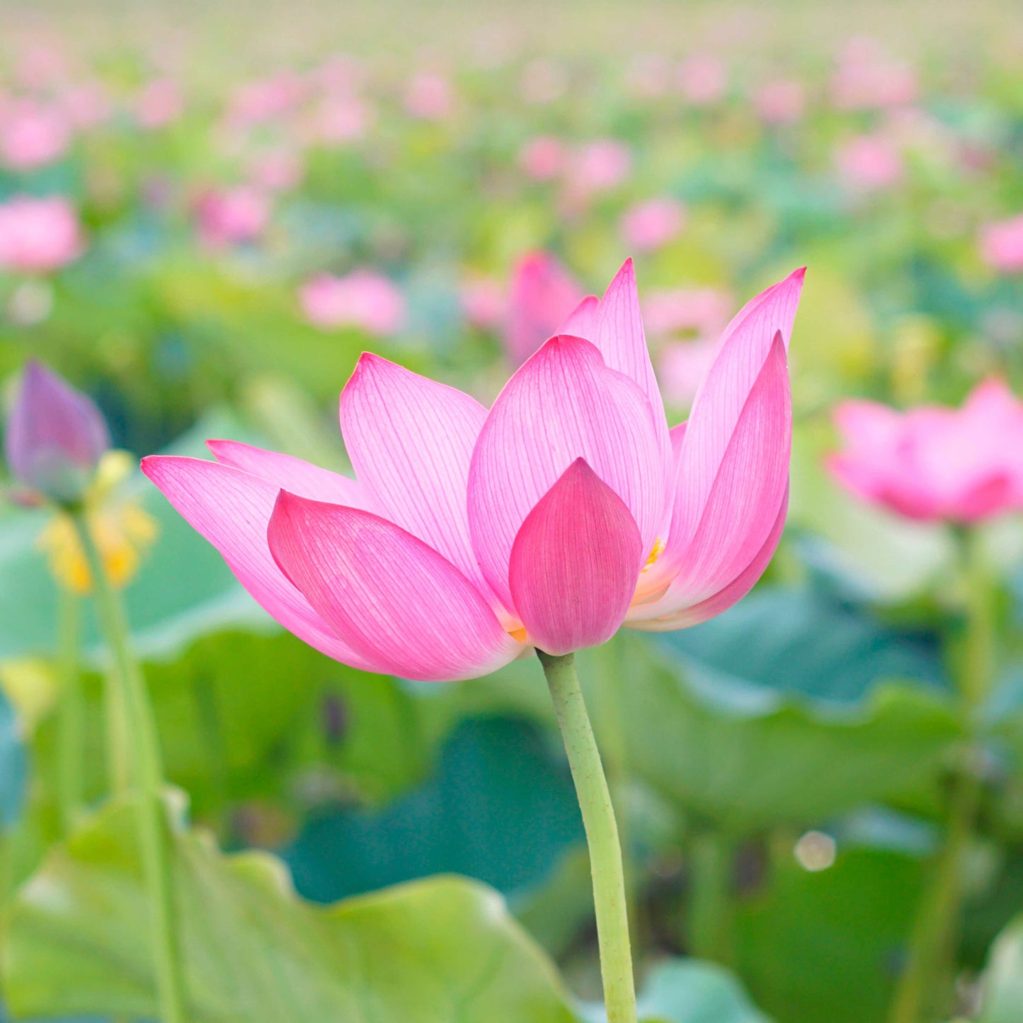 5 PINK LOTUS Flower Seeds