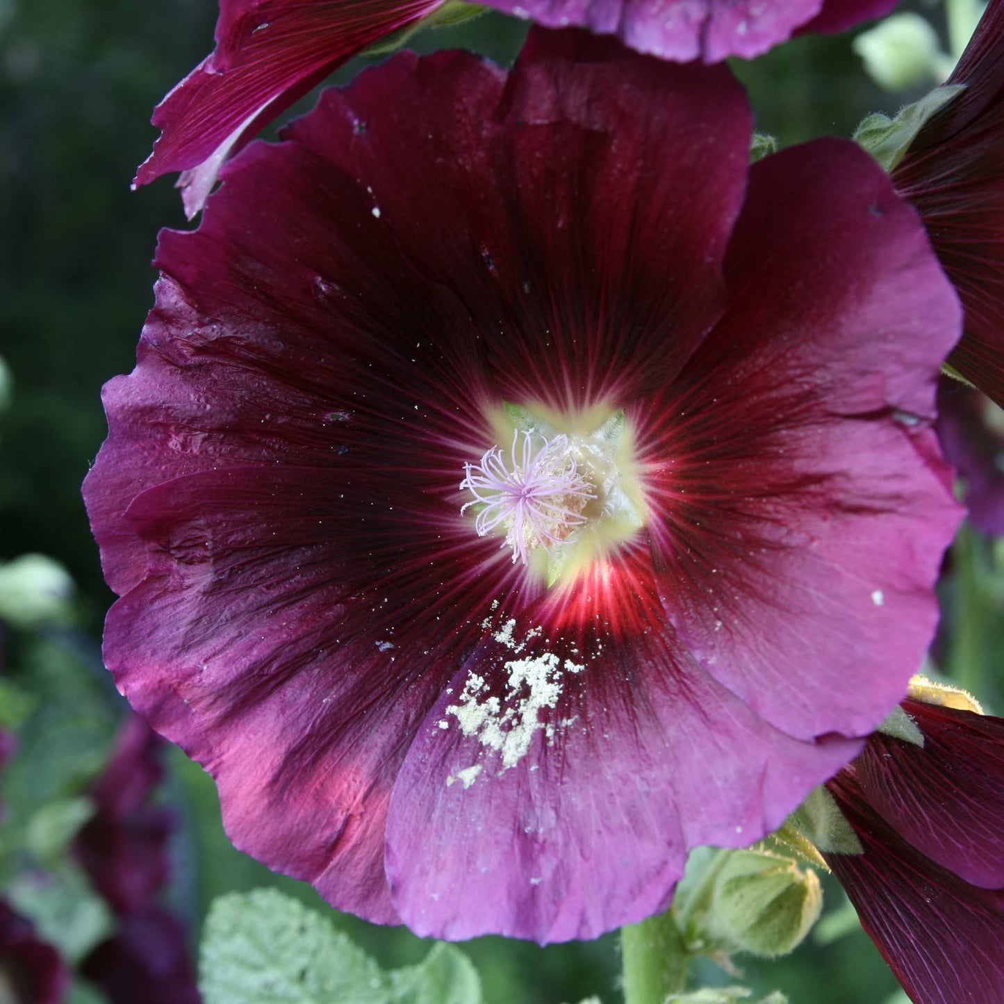 200Pcs Hollyhock Seeds Pack