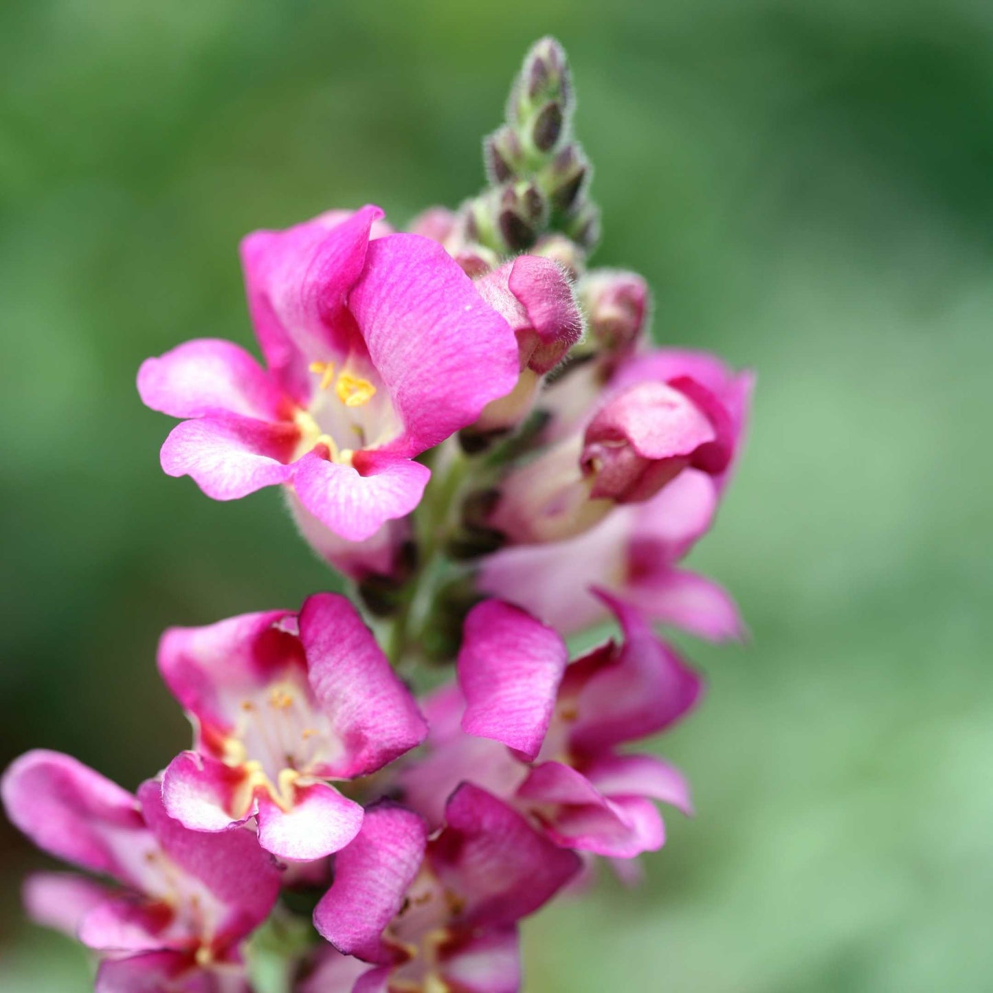 100Pcs Organic Snapdragon Flower Seeds Pack