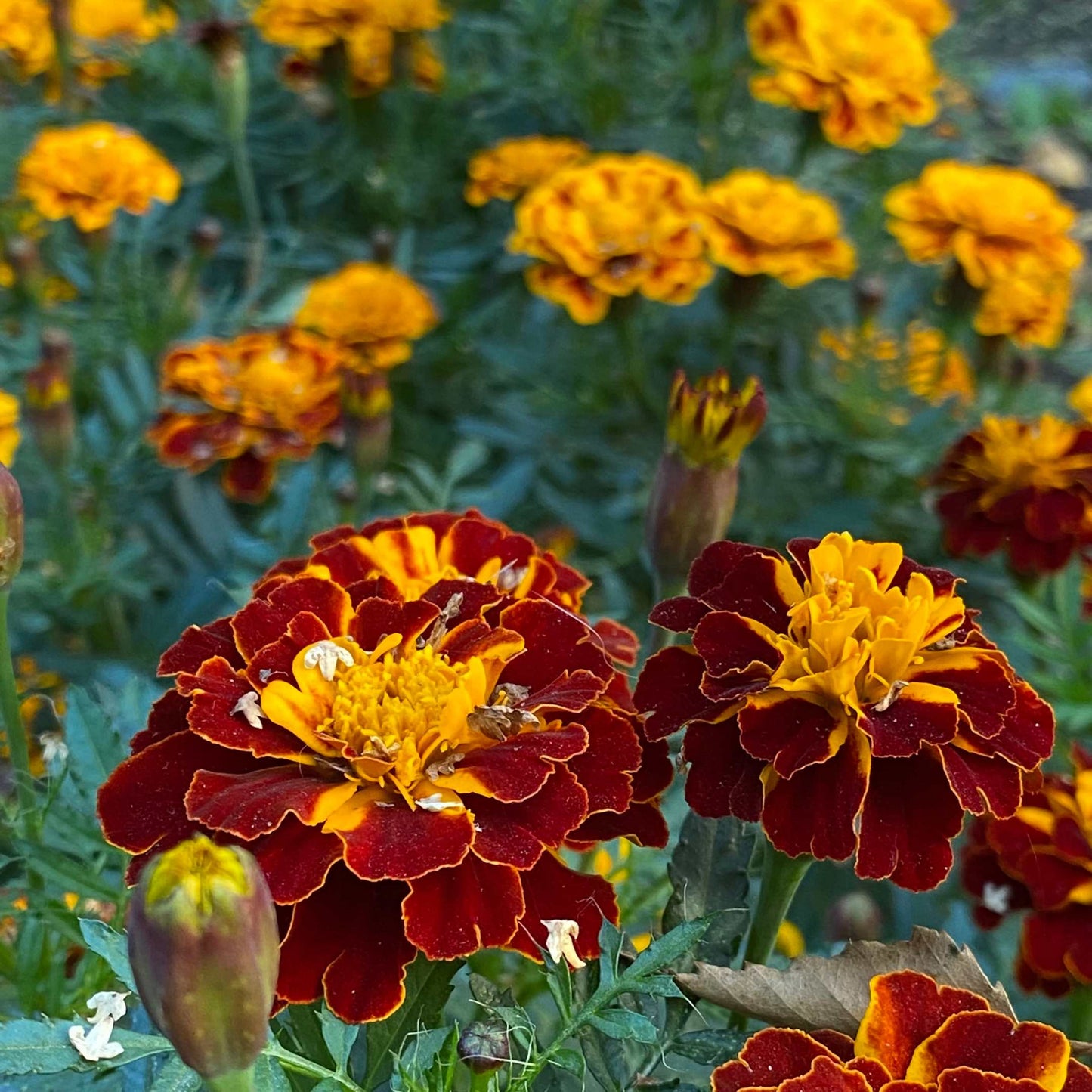 100Pcs French Marigold Flower Seeds Pack