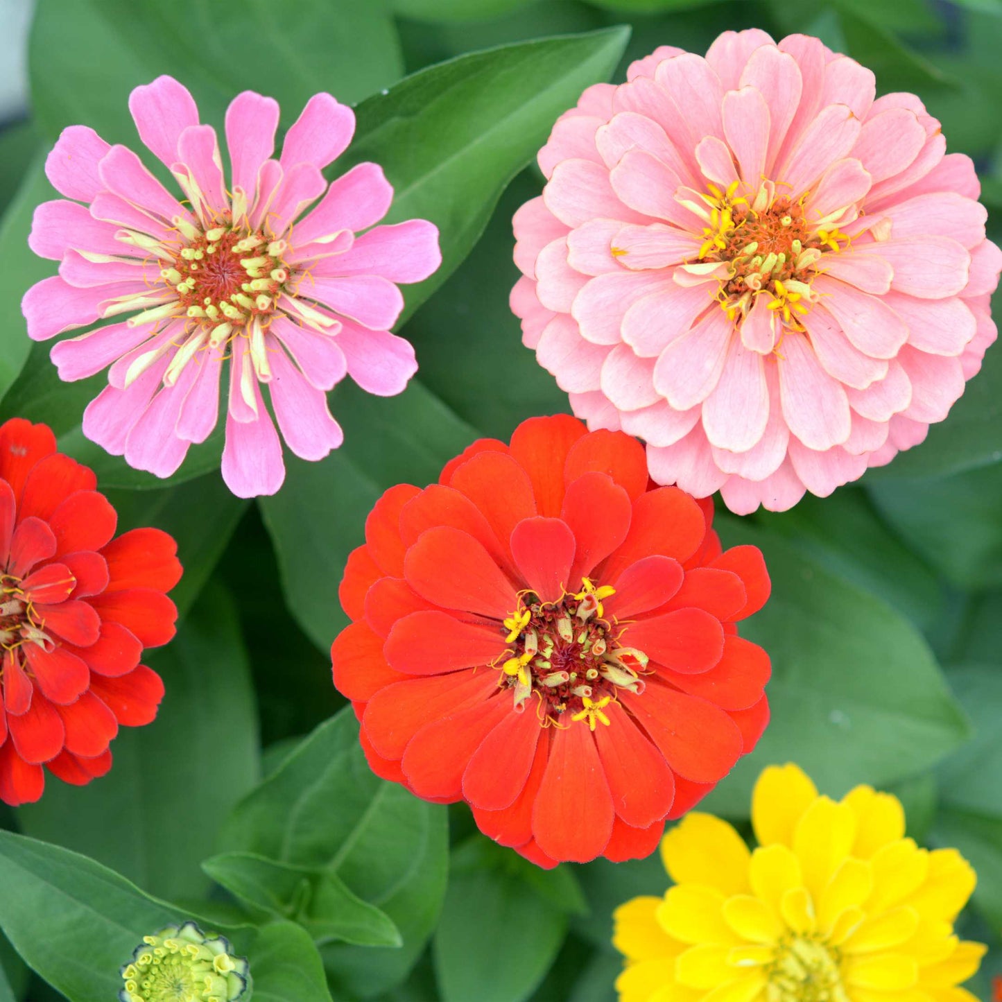 100Pcs Zinnia Flower Seeds Pack