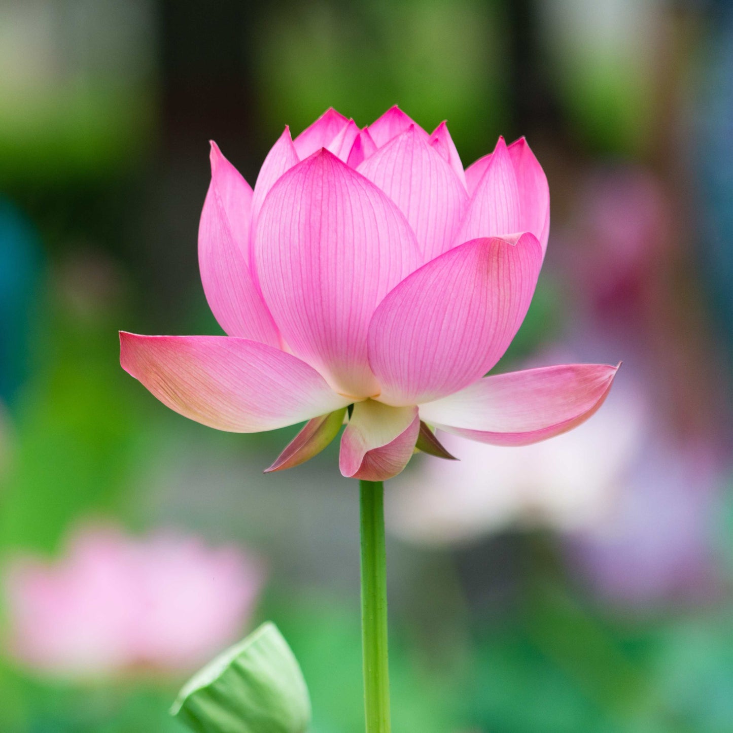 5 PINK LOTUS Flower Seeds