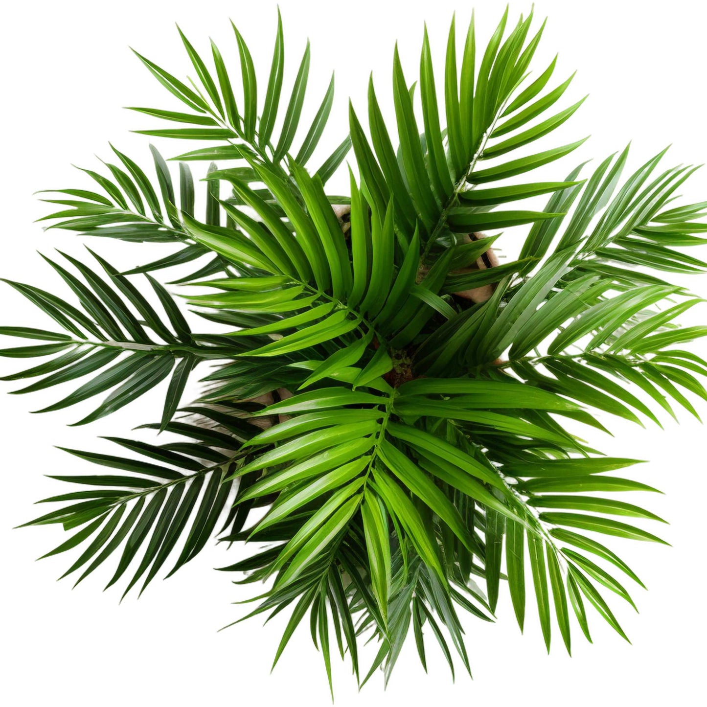 20Pcs Areca Palm Tree Seeds