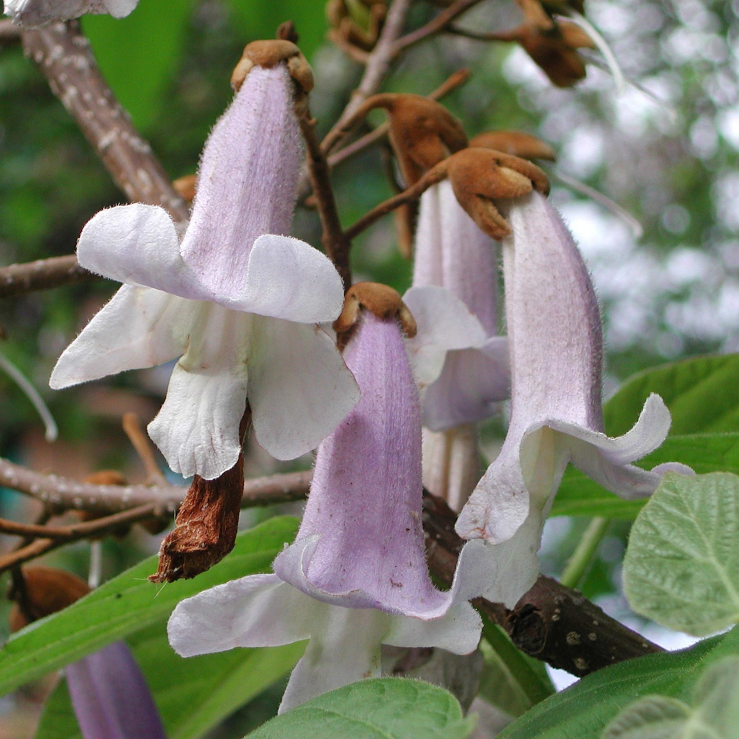 100Pcs Royal Empress Tree Seeds (Paulownia tomentosa), Flower Seeds