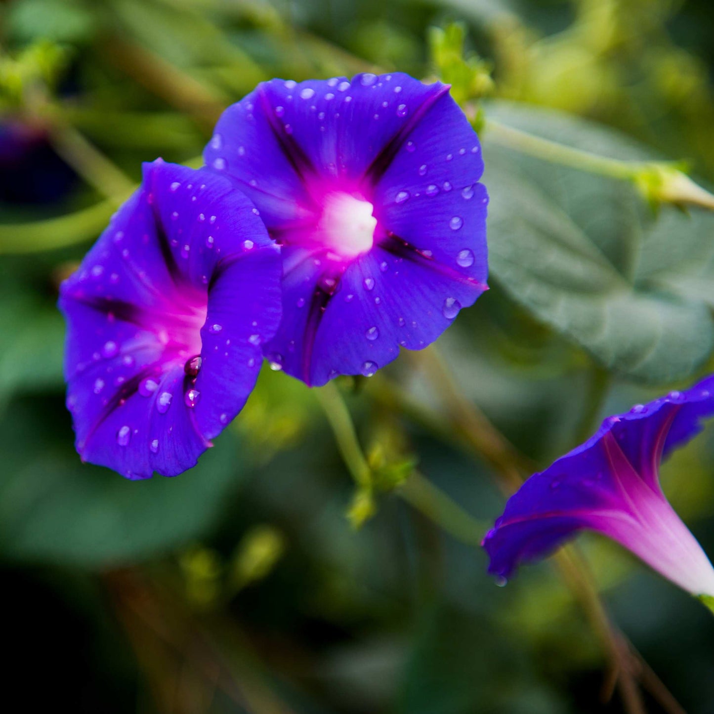 100Pcs Mix Color Morning Glory Flower Seeds