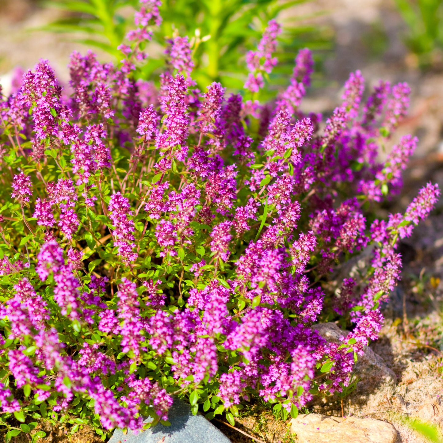 BULK 1,200 Creeping Thyme Magic Carpet Seeds (Thymus Serpyllum) Seeds