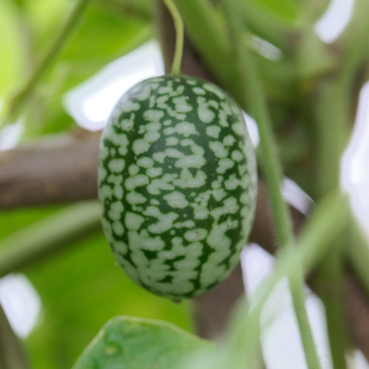 100pcs Mexican Sour Gherkin Mini Cucumber Seeds