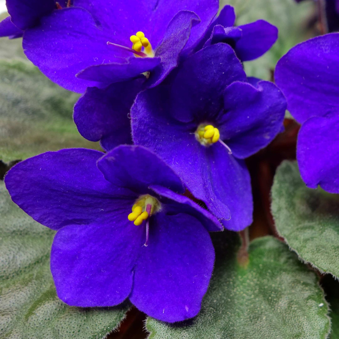 30Pcs Mix African Violet Seeds Pack