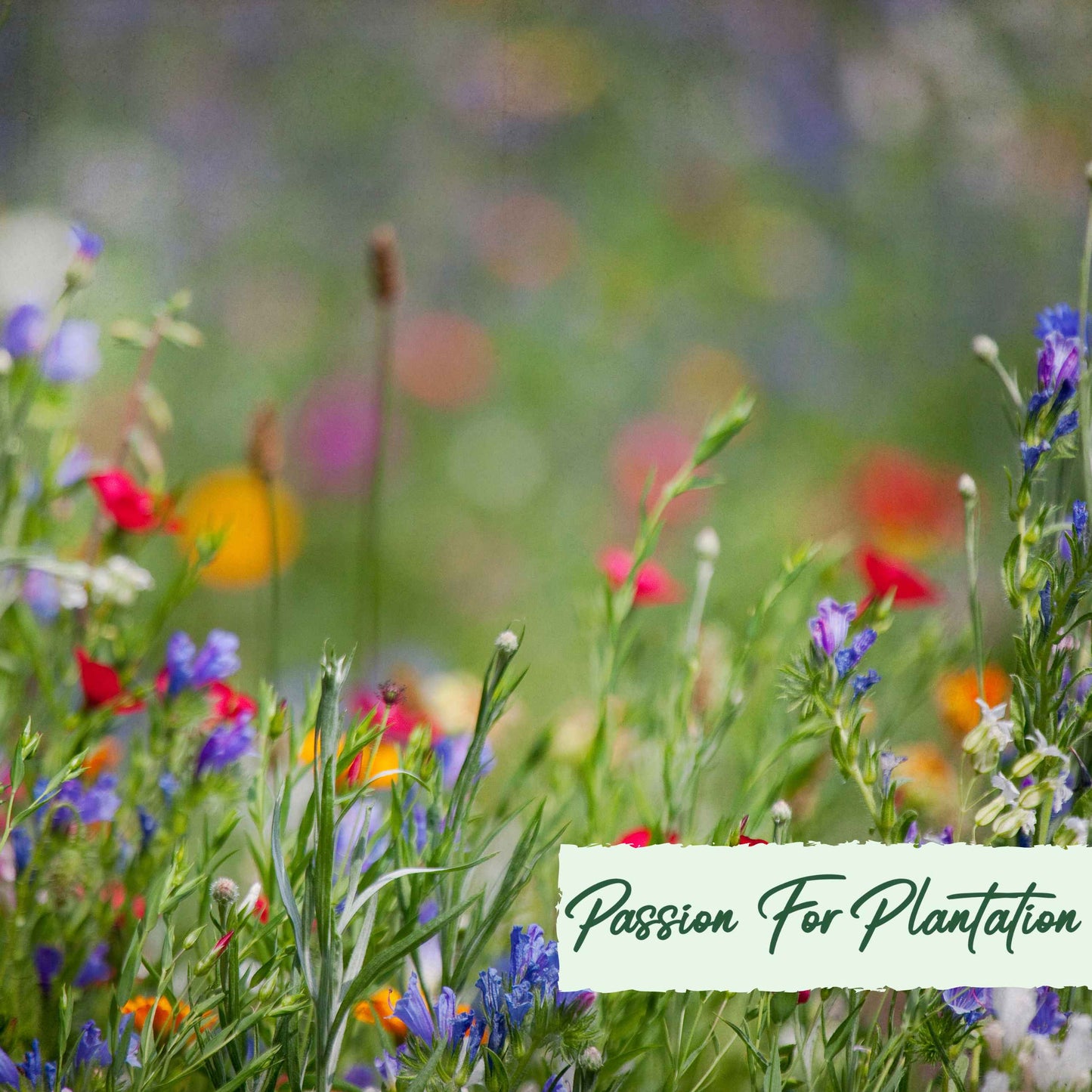 500Pcs Bulk Vibrant Fresh Wildflower Seeds Pack