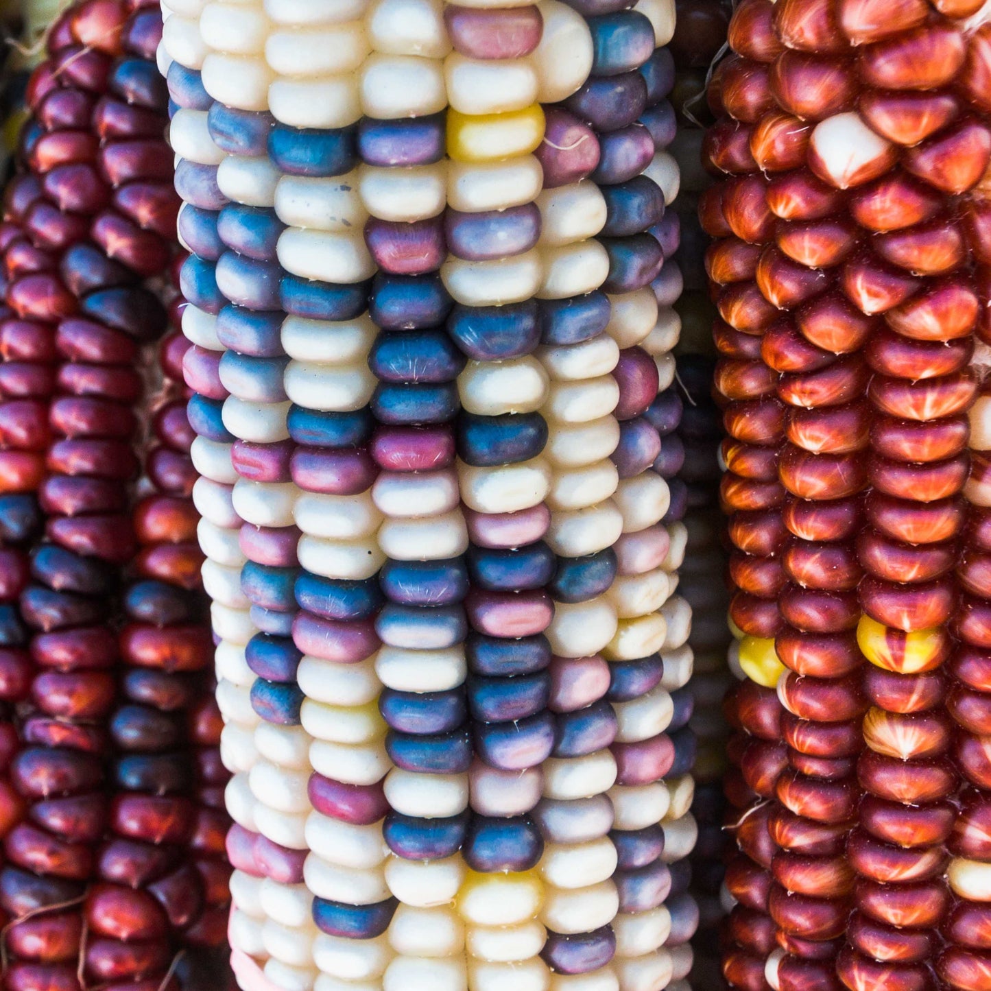 20pcs Sweet Rainbow Corn Seeds