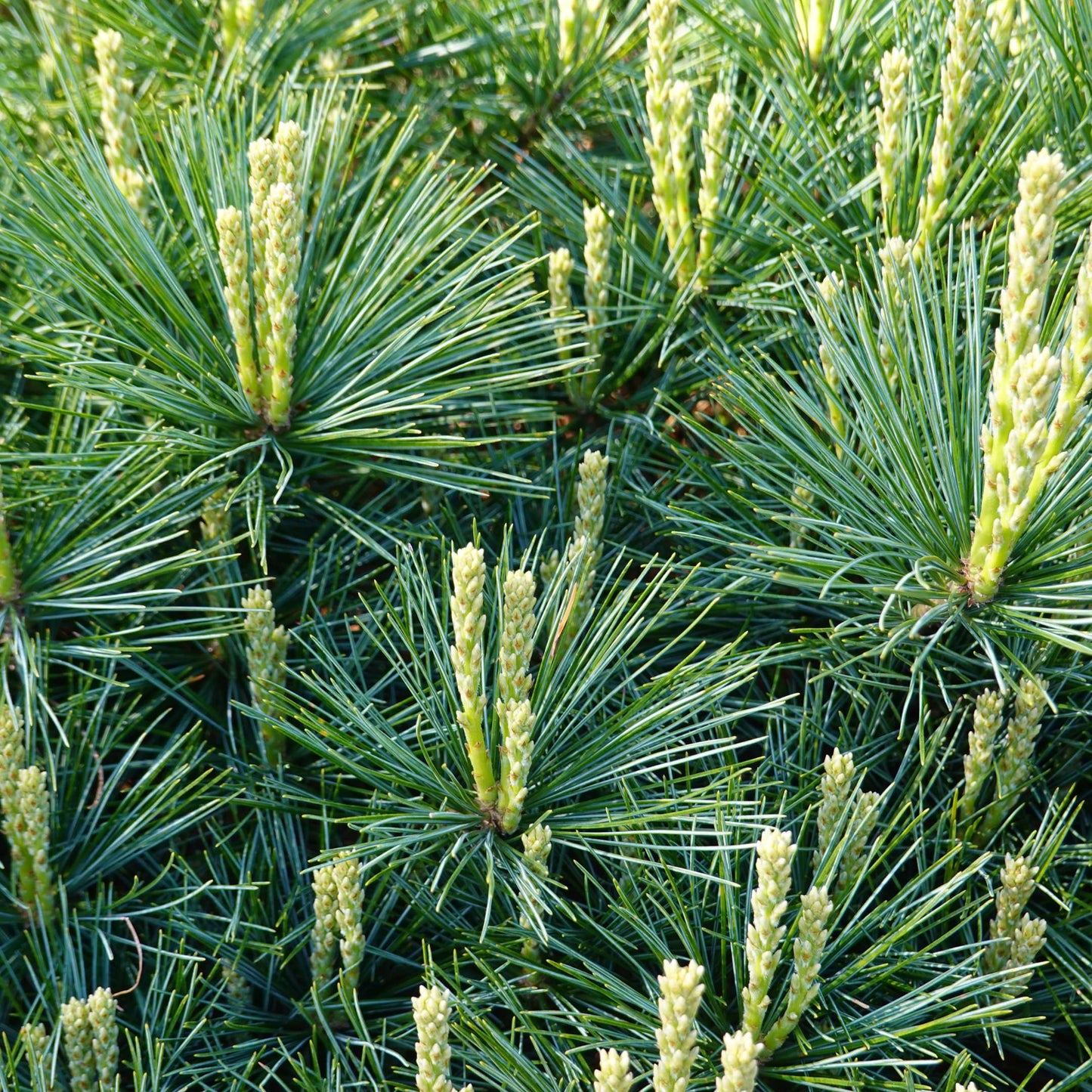 20Pcs Eastern White Pine Tree Seeds