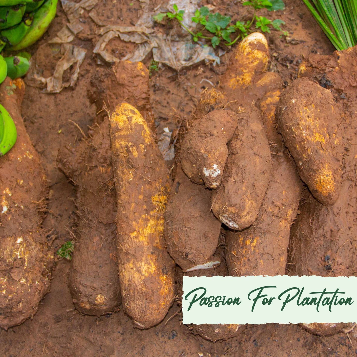 20Pcs Organic Yam (Dioscorea) Vegetable Seeds