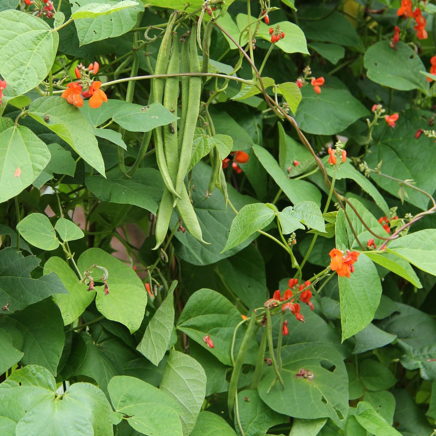 10Pcs Organic Scarlet Runner Bean Seeds