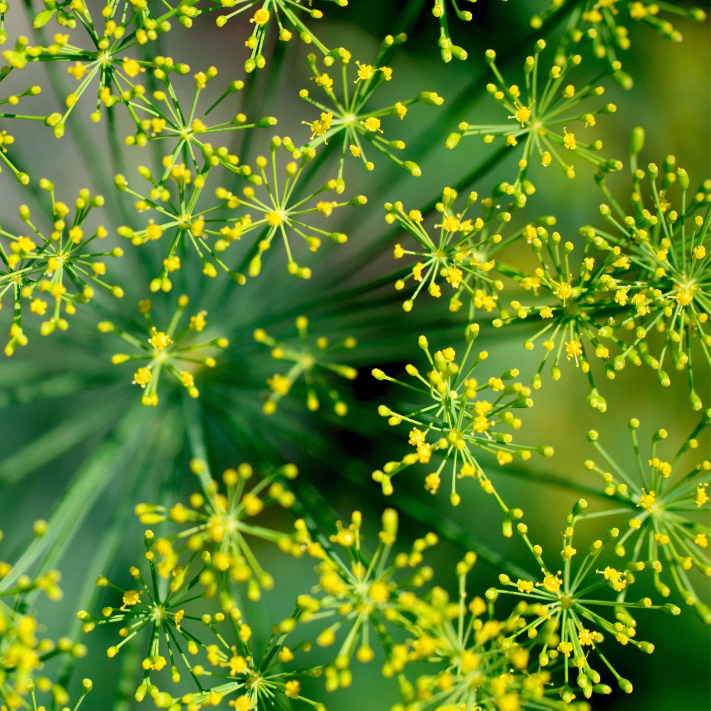 Organic Dill Seeds