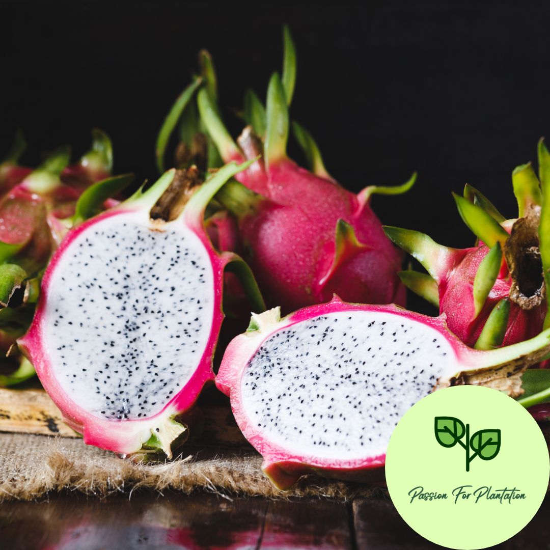 100Pcs Dragon Fruit Seeds