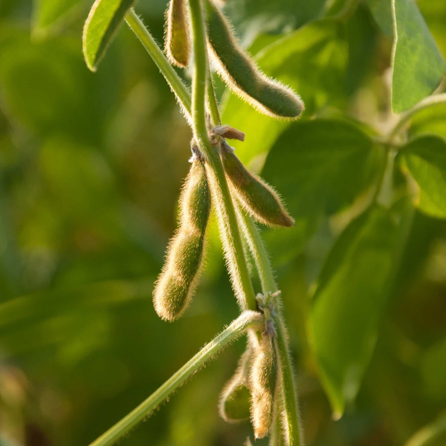 20Pcs Organic Non-GMO Soybean Seeds Pack
