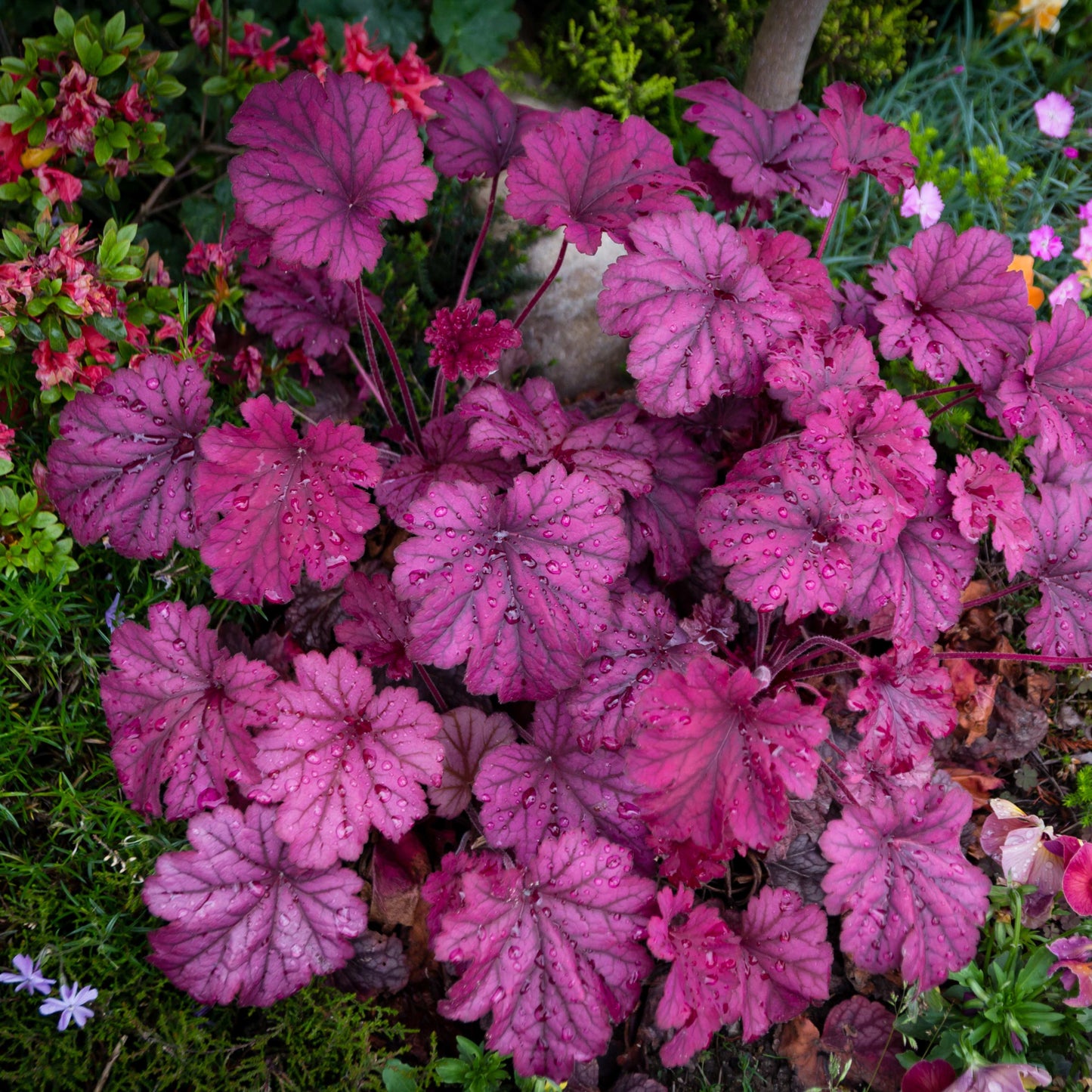 20Pcs Coral Bells (Heuchera Americana) Flower Seeds