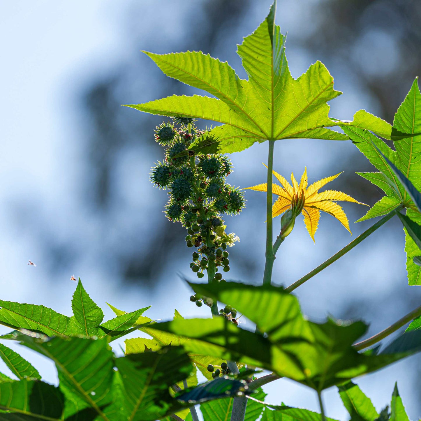 10Pcs Organic Castor Bean Seeds Pack