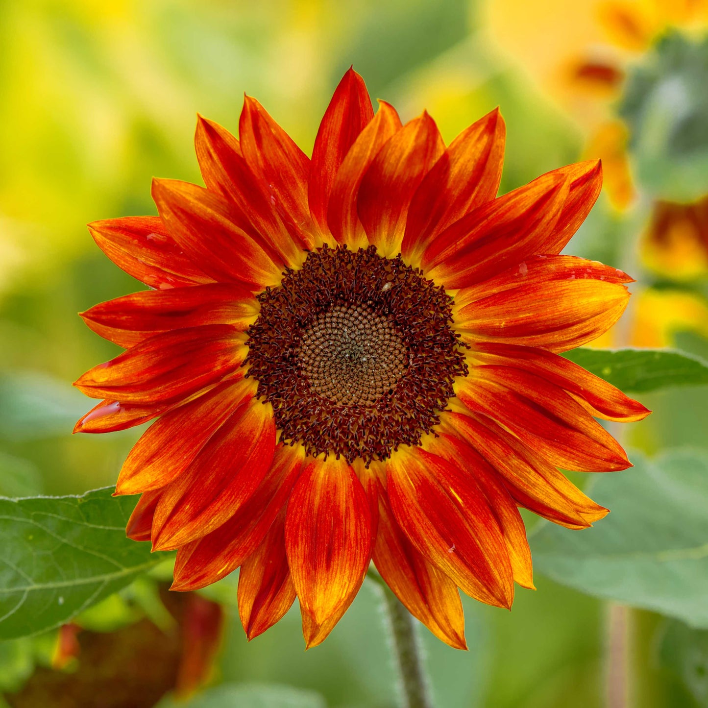 20Pcs Red Sunflower Seeds