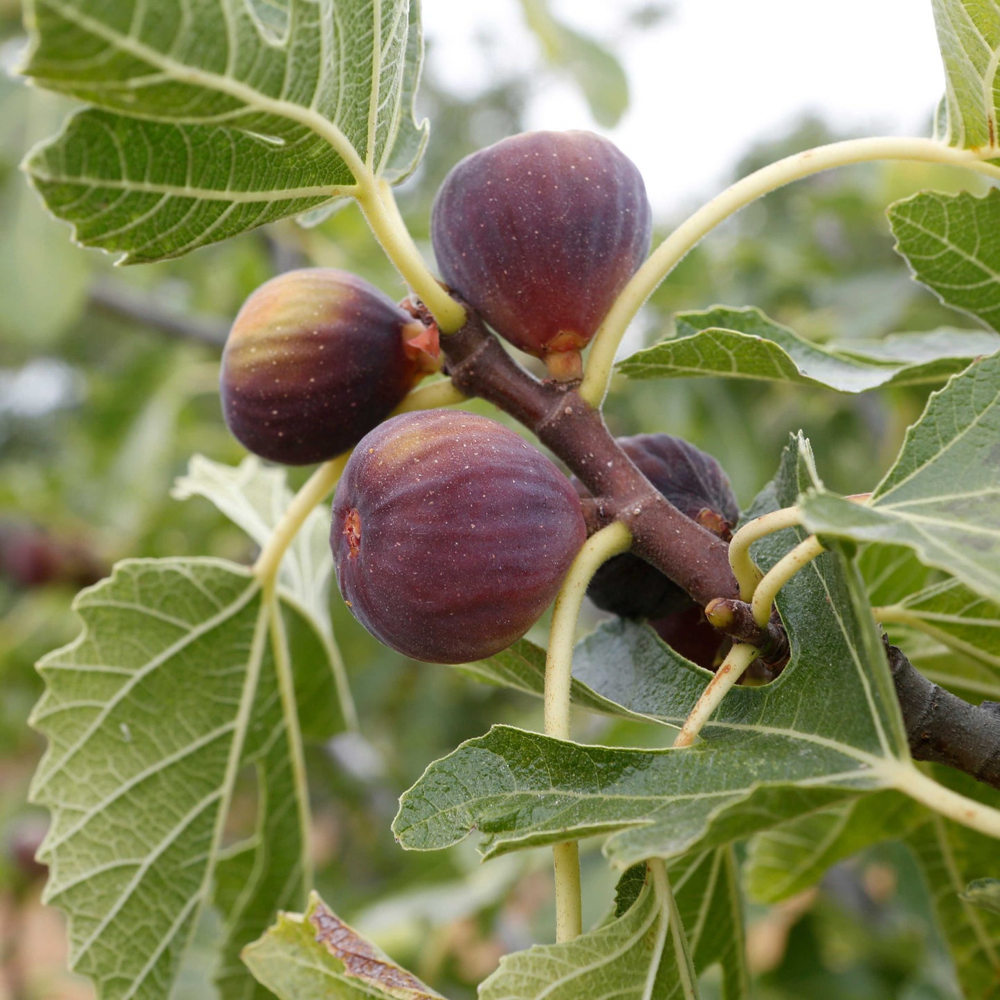 10Pcs Figs Fruit Tree Seeds