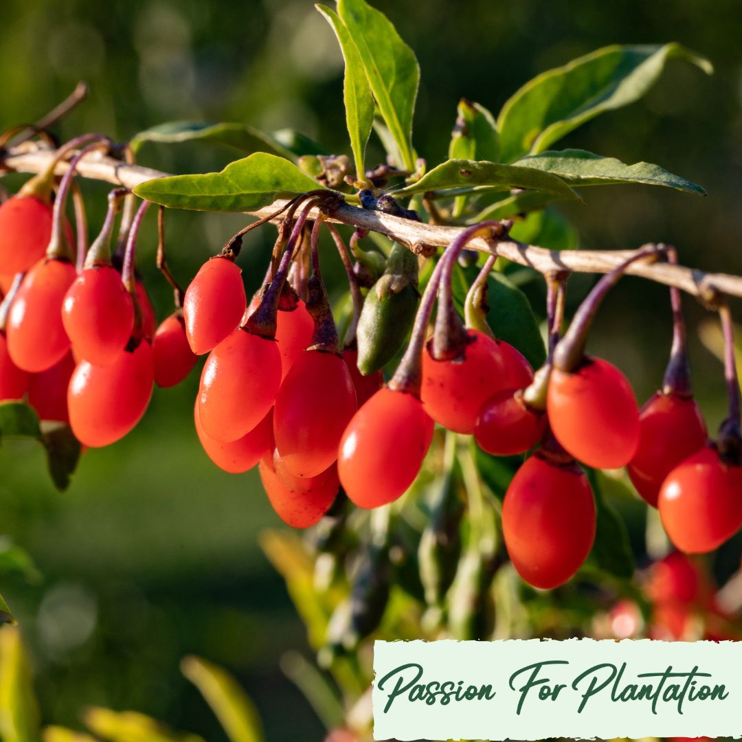 100Pcs Himalayan Goji Berry (Wolfberry) Seeds