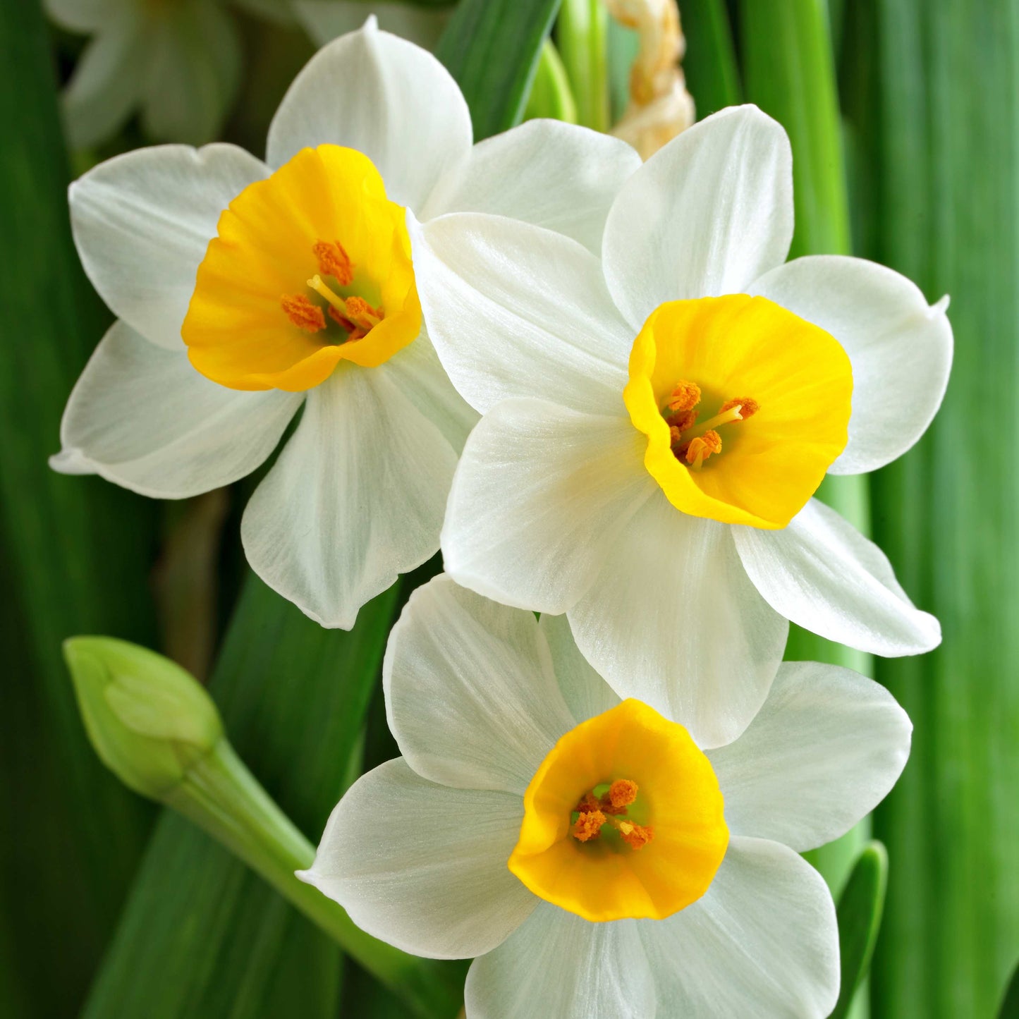 10Pcs Narcissus Flower Seeds