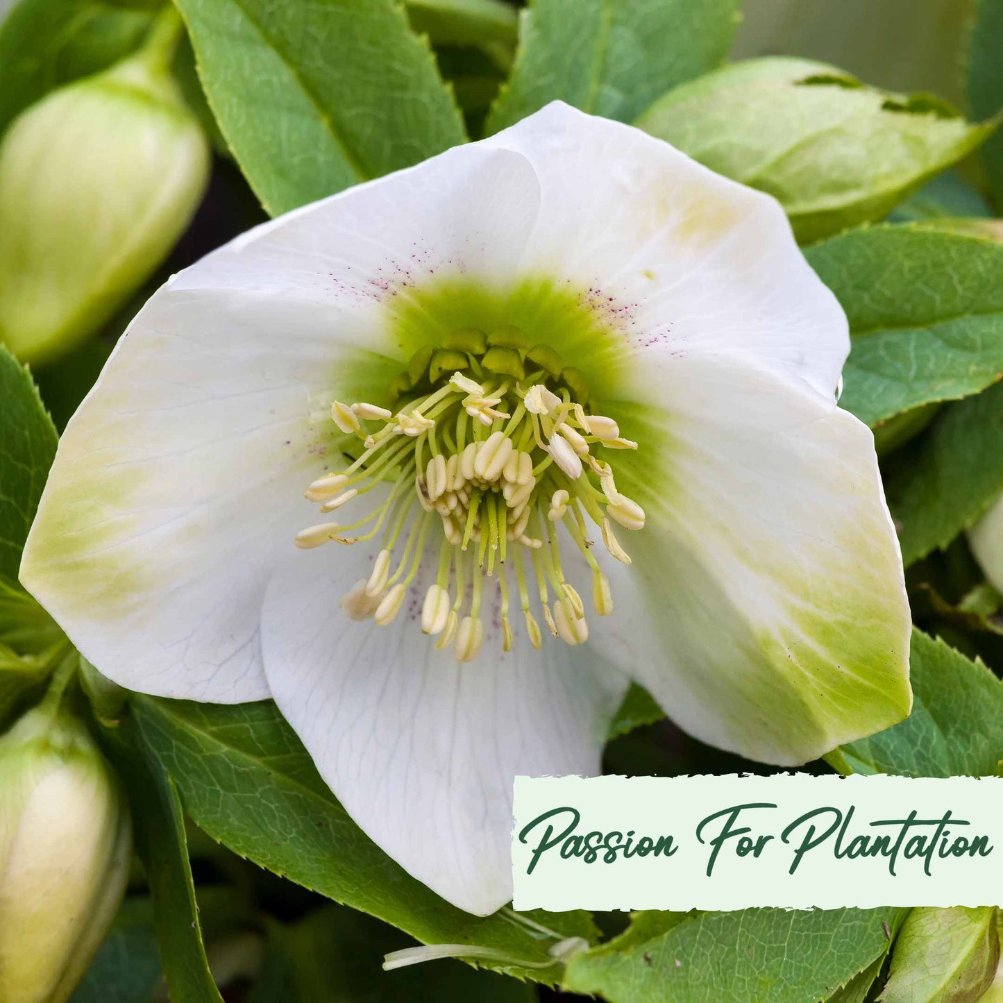 White Angel Christmas Rose (Helleborus Niger) Flower Seeds