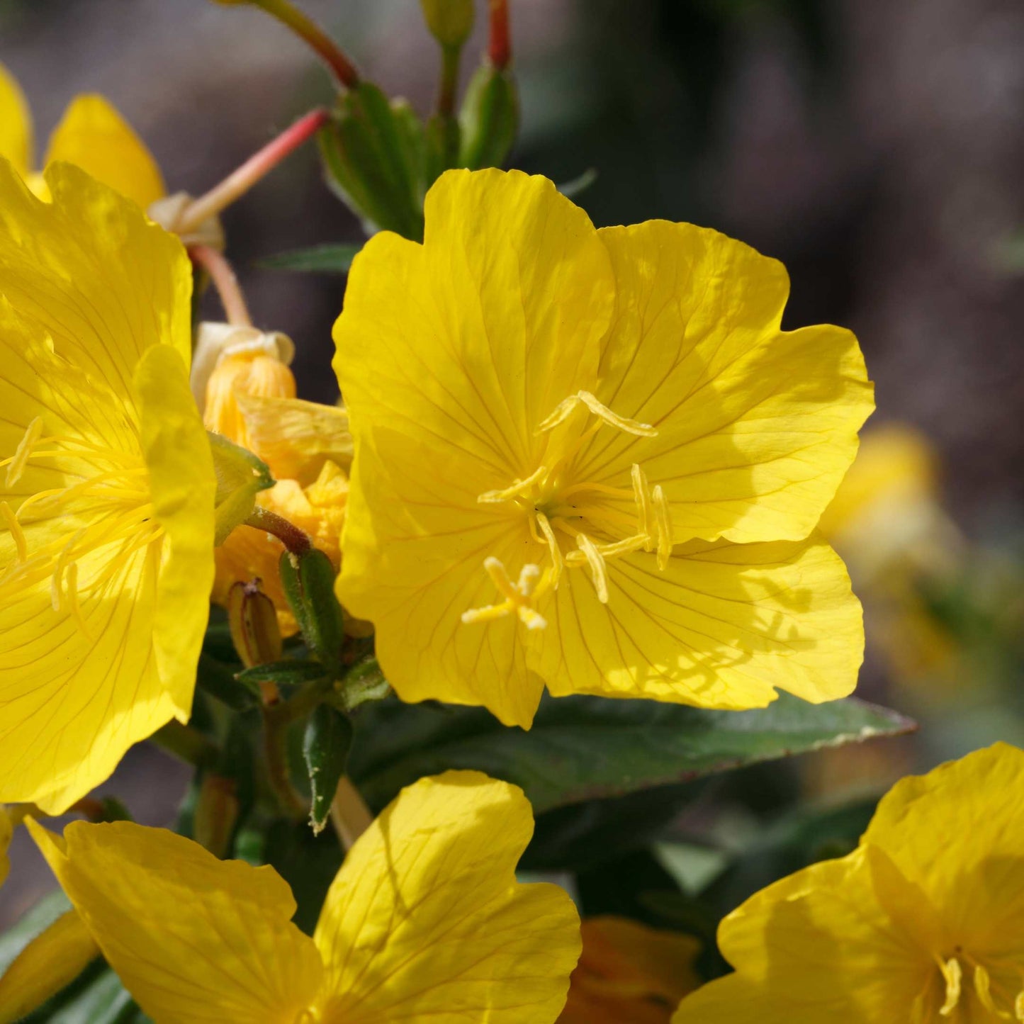 100Pcs Evening Primrose Flower Seeds Pack