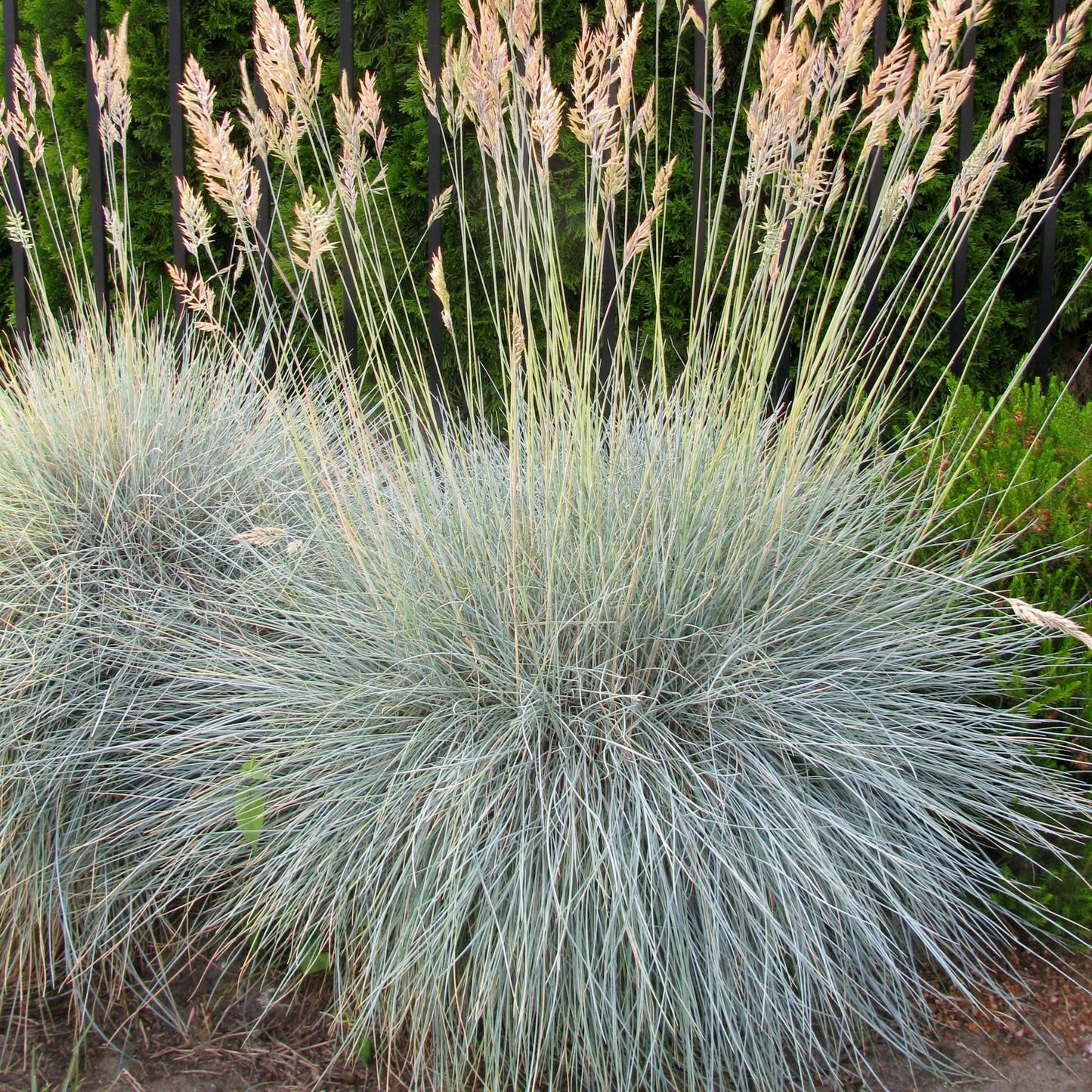 100Pcs Blue Fescue Grass Seeds