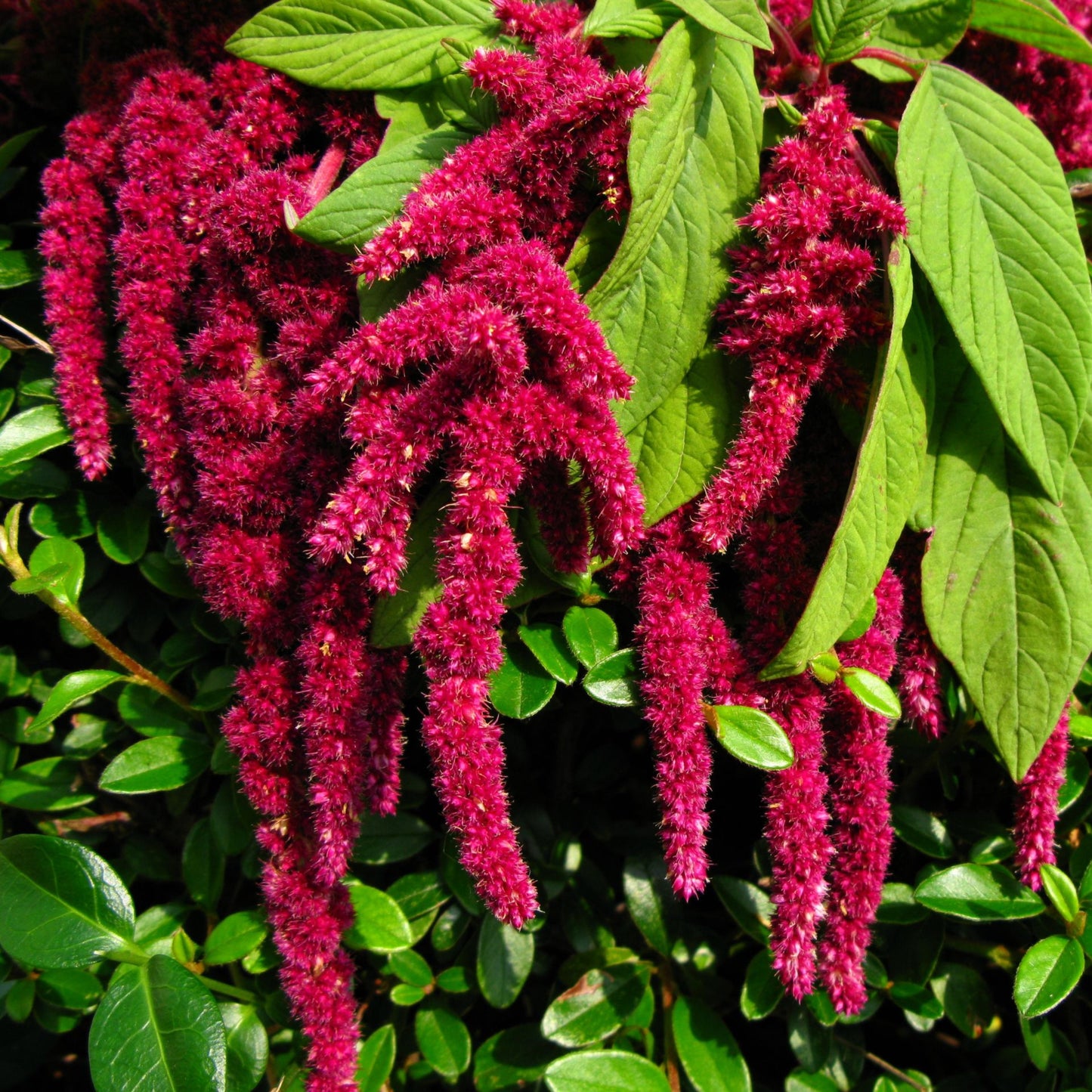 100Pcs Amaranth Plant Seeds