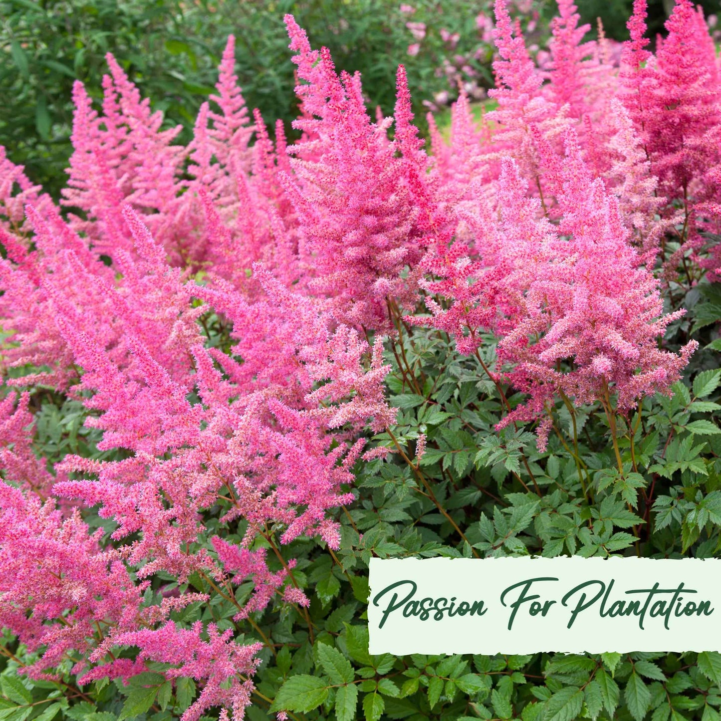 Astilbe Bunter Mix Flower Seeds (Astilbe Arendsii Bunter)