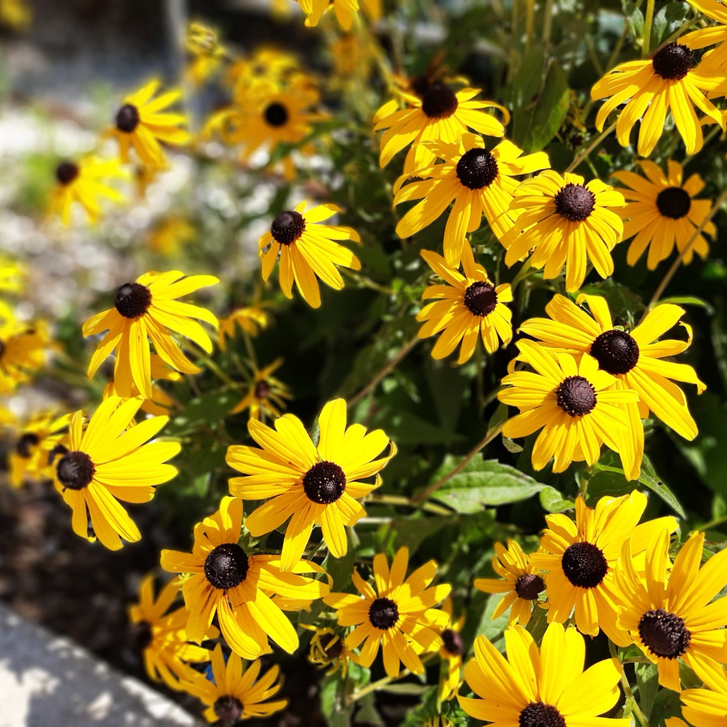 200Pcs Black-Eyed Susan (Rudbeckia hirta) Seeds
