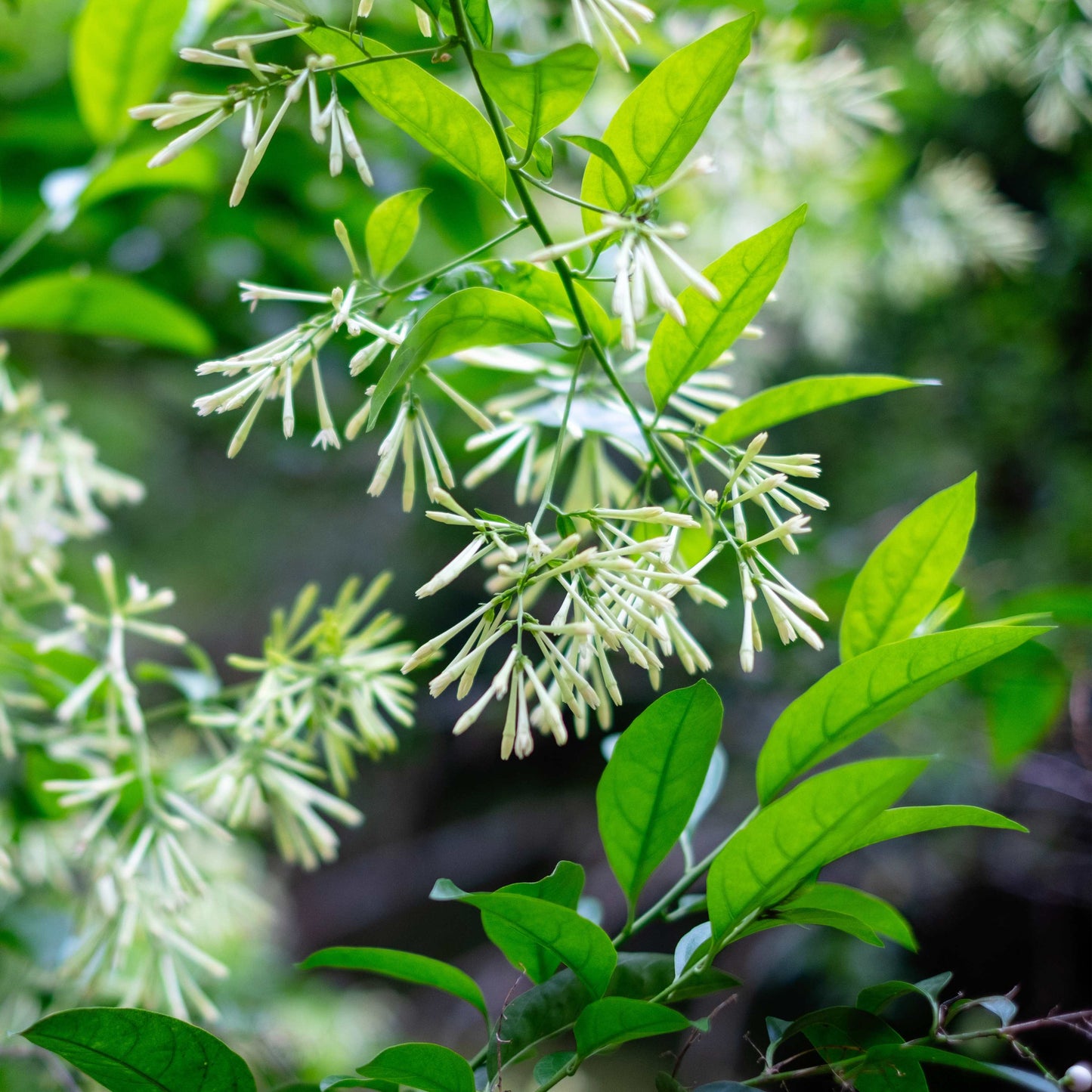 20pcs Night Blooming Jasmine Seeds