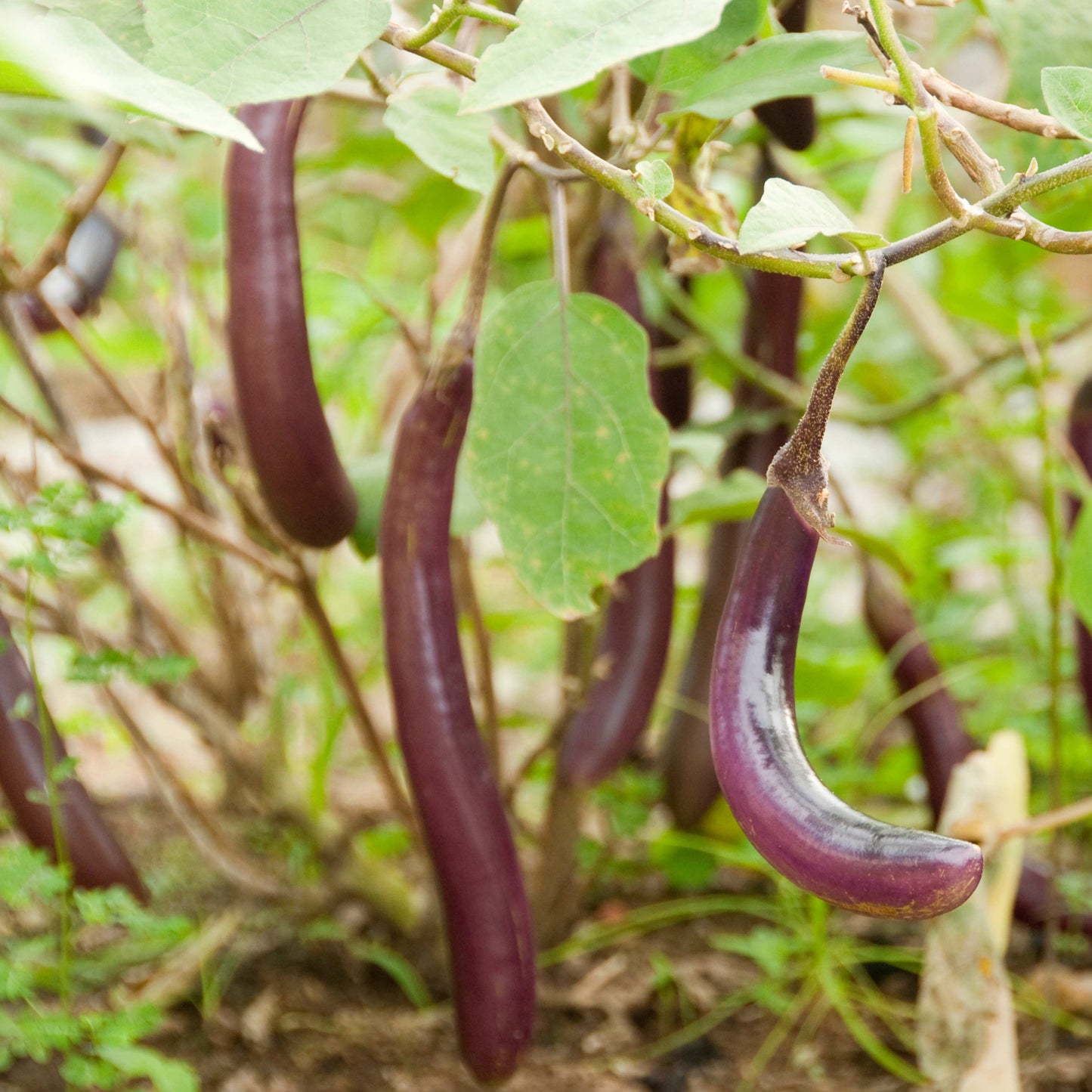 100Pcs Organic Eggplant (Solanum melongena) Seeds