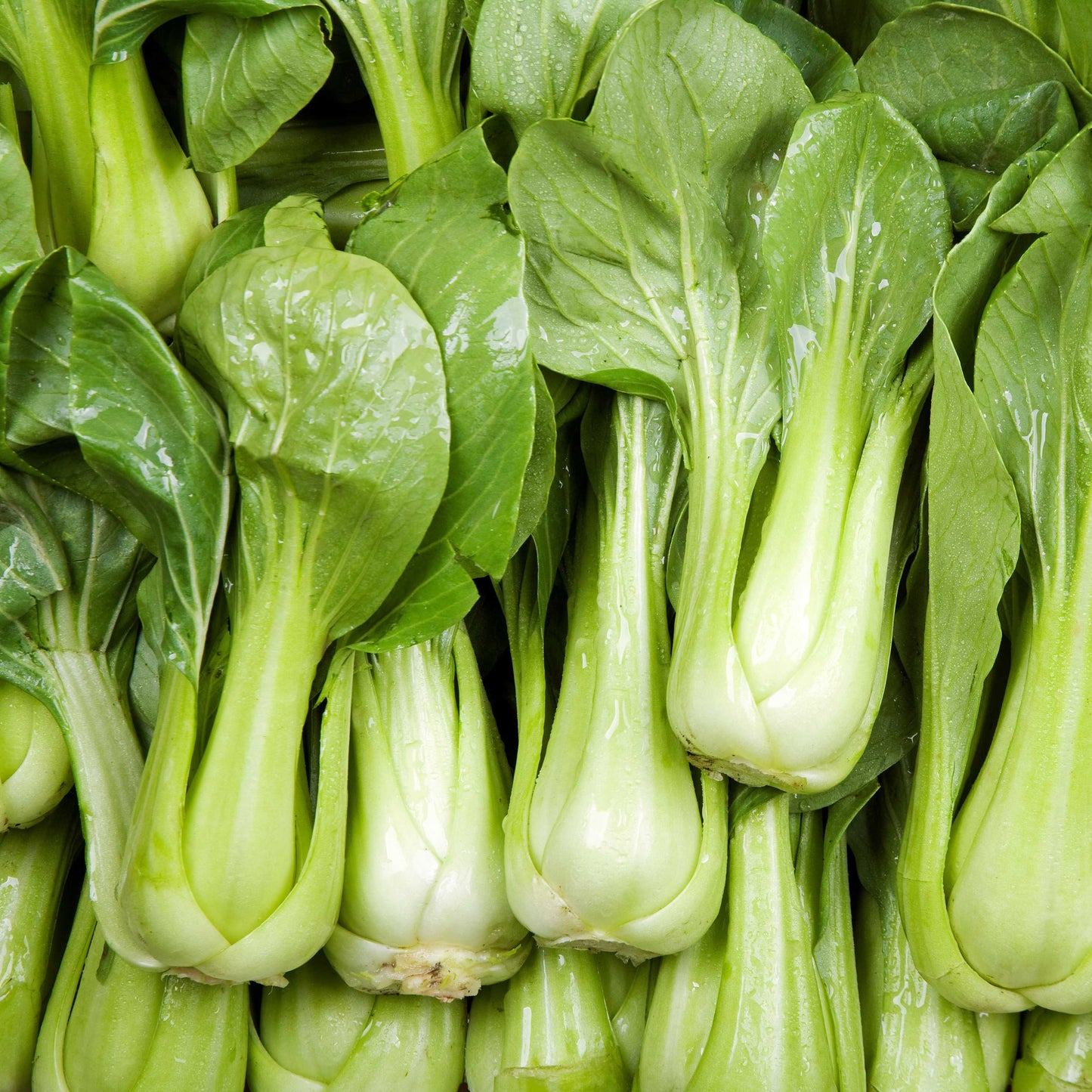 100Pcs Organic Bok Choy Seeds